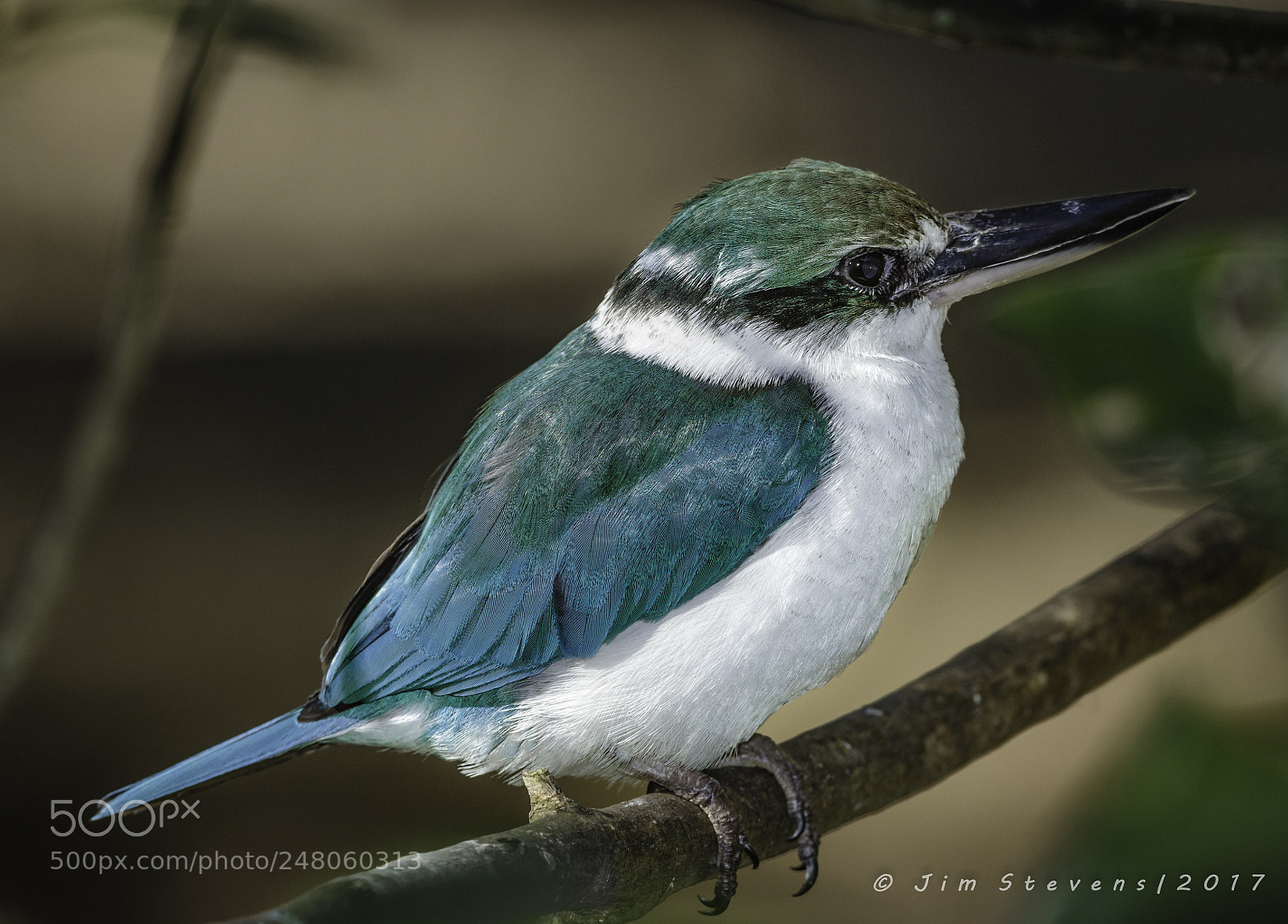 Canon EOS 60D sample photo. Collared kingfisher (todiramphus chloris) photography