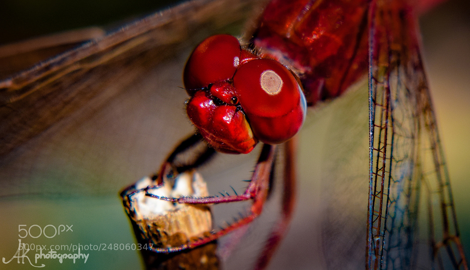 Nikon D5300 sample photo. Dragonfly macro photography