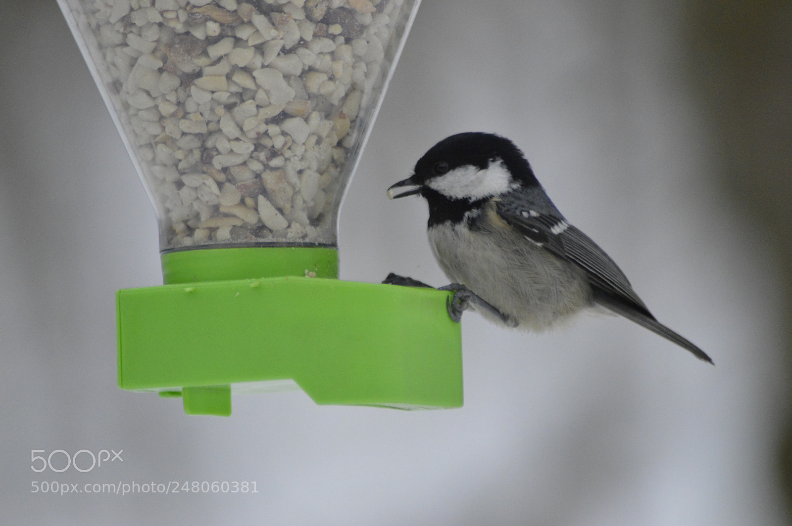 Nikon D3200 sample photo. Coal tit on food photography