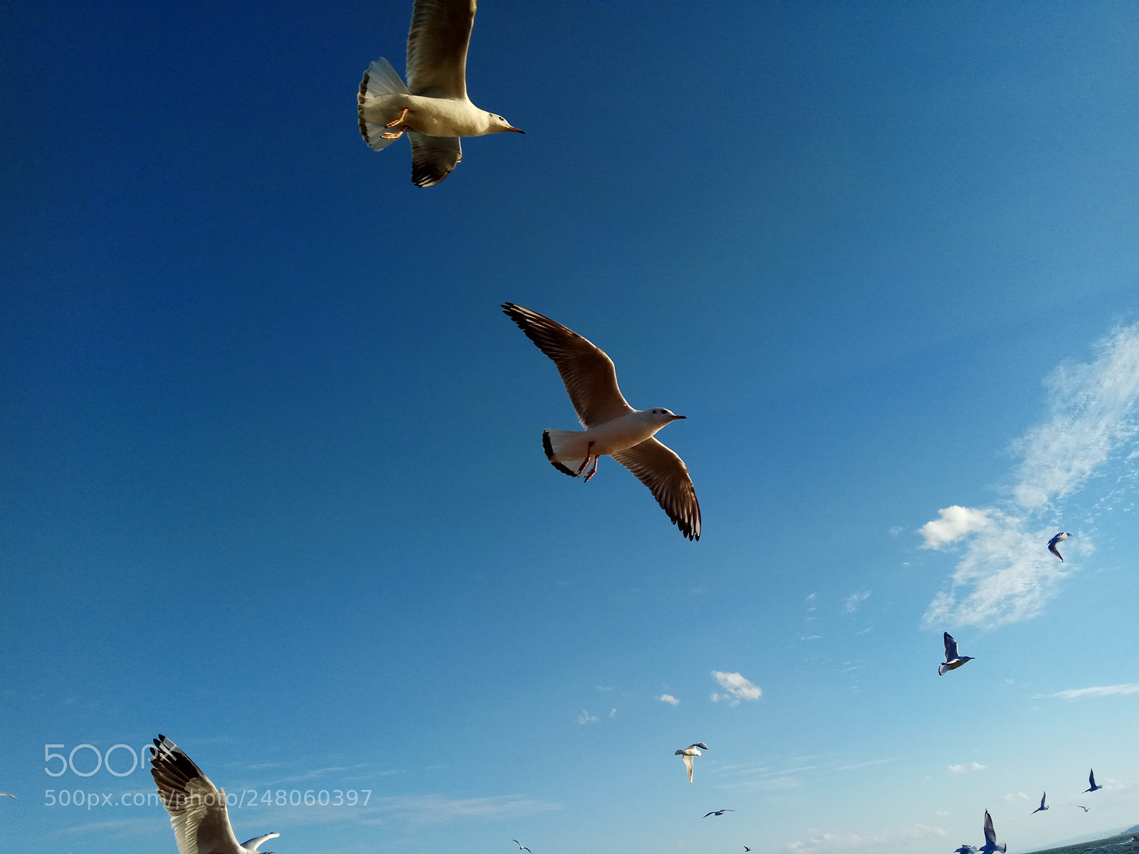 Xiaomi Redmi Note 4 sample photo. The seagull in dianchi photography