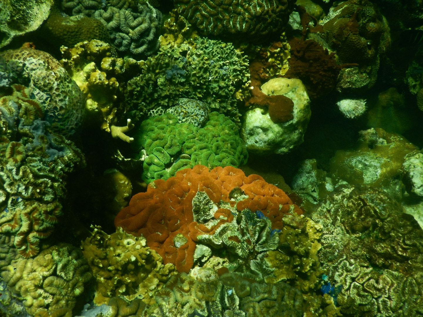 Nikon Coolpix AW130 sample photo. Coral photography
