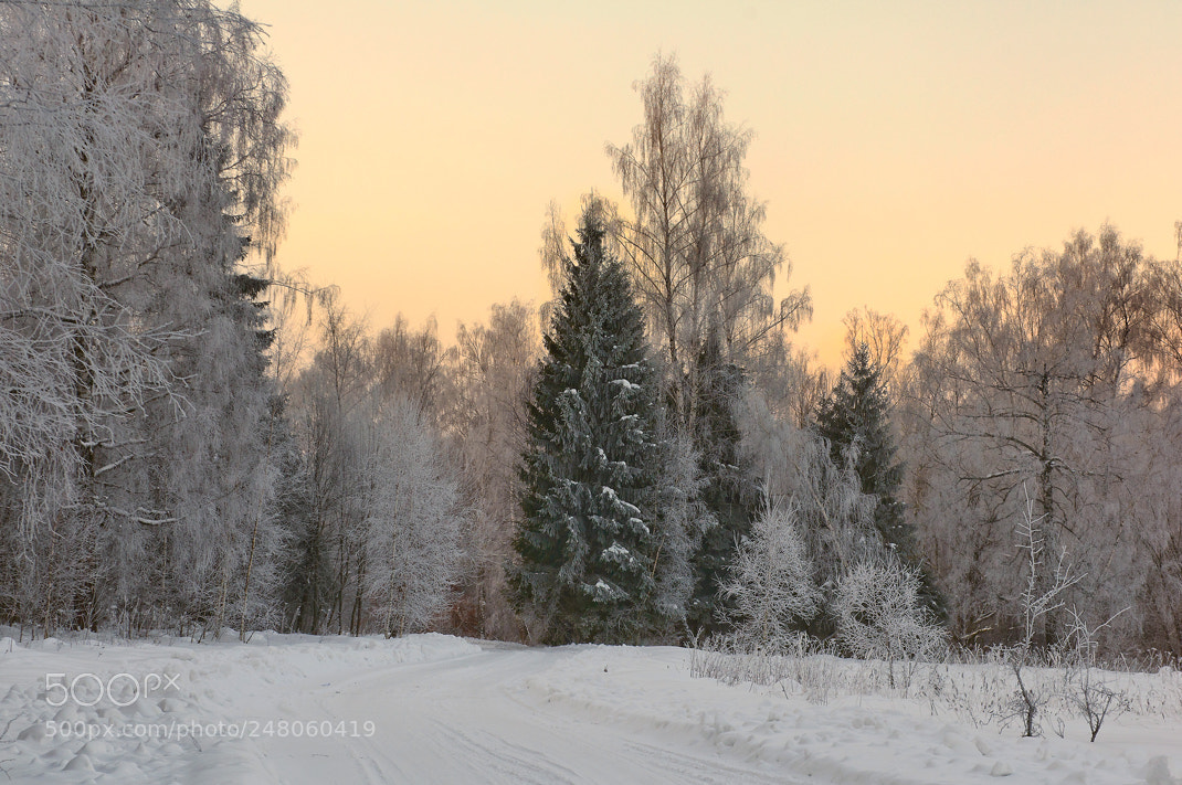 Nikon D90 sample photo. Winter morning in the photography