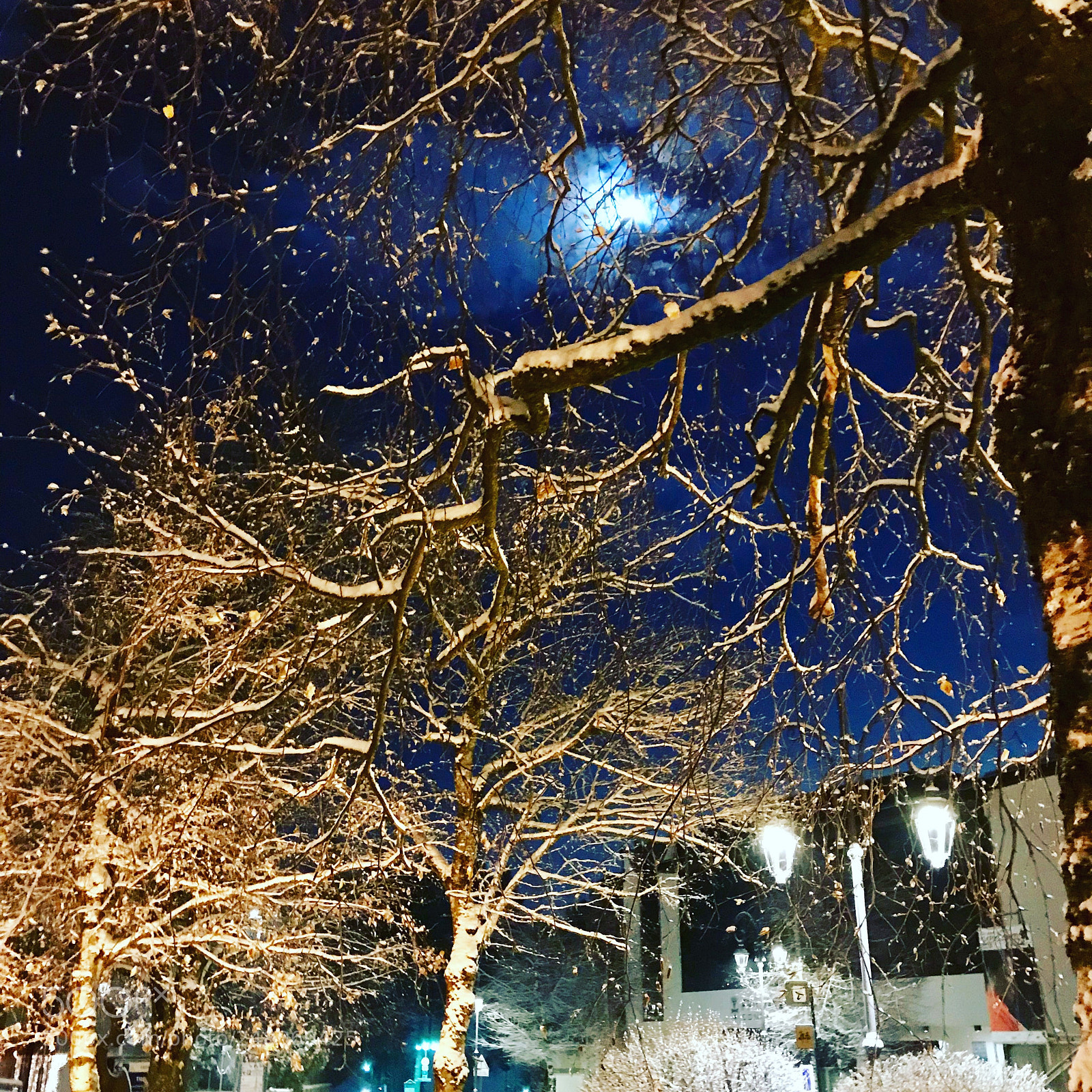 Apple iPhone 7 sample photo. Winter trees photography