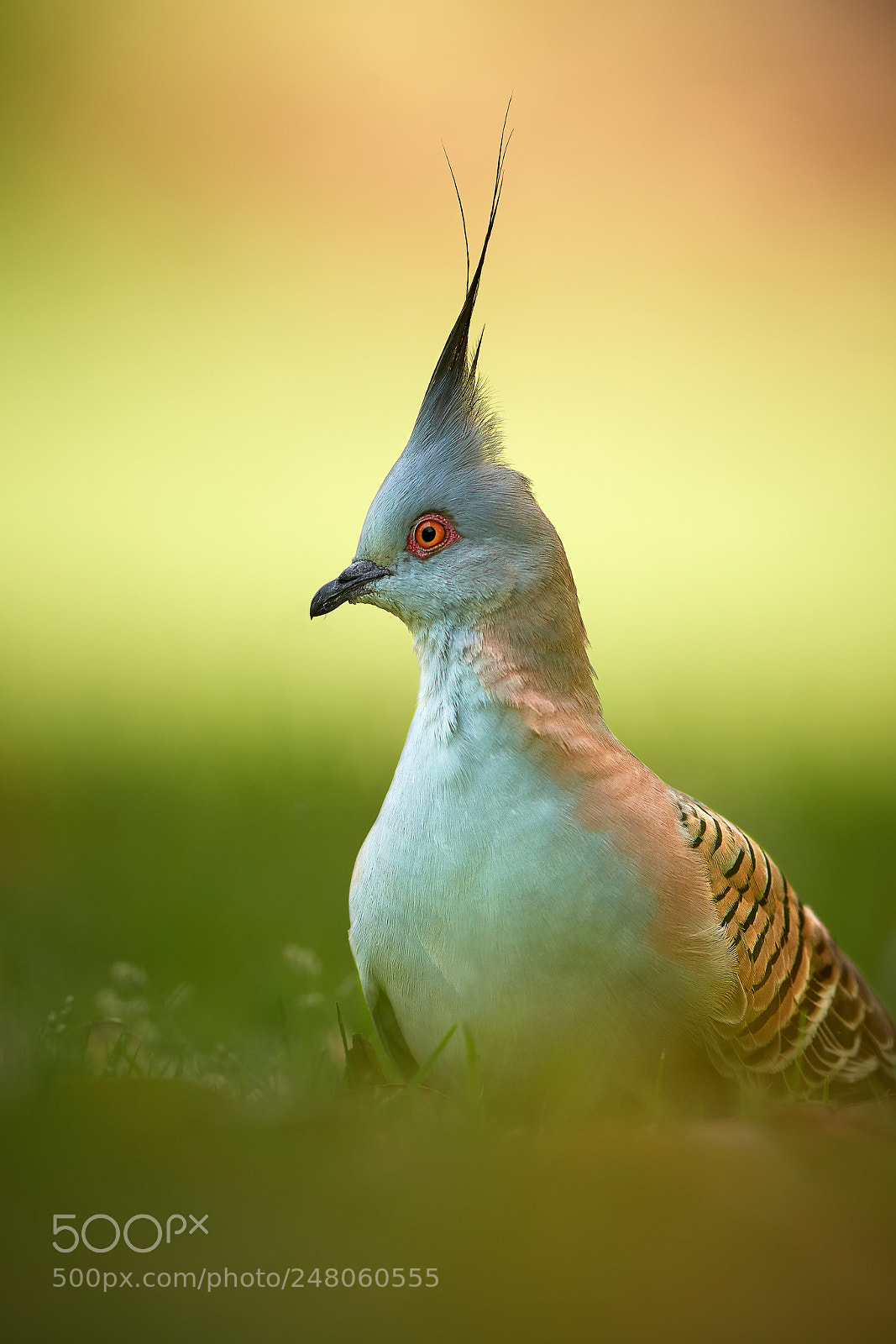 Nikon D500 sample photo. Crested pigeon (ocyphaps lophotes) photography