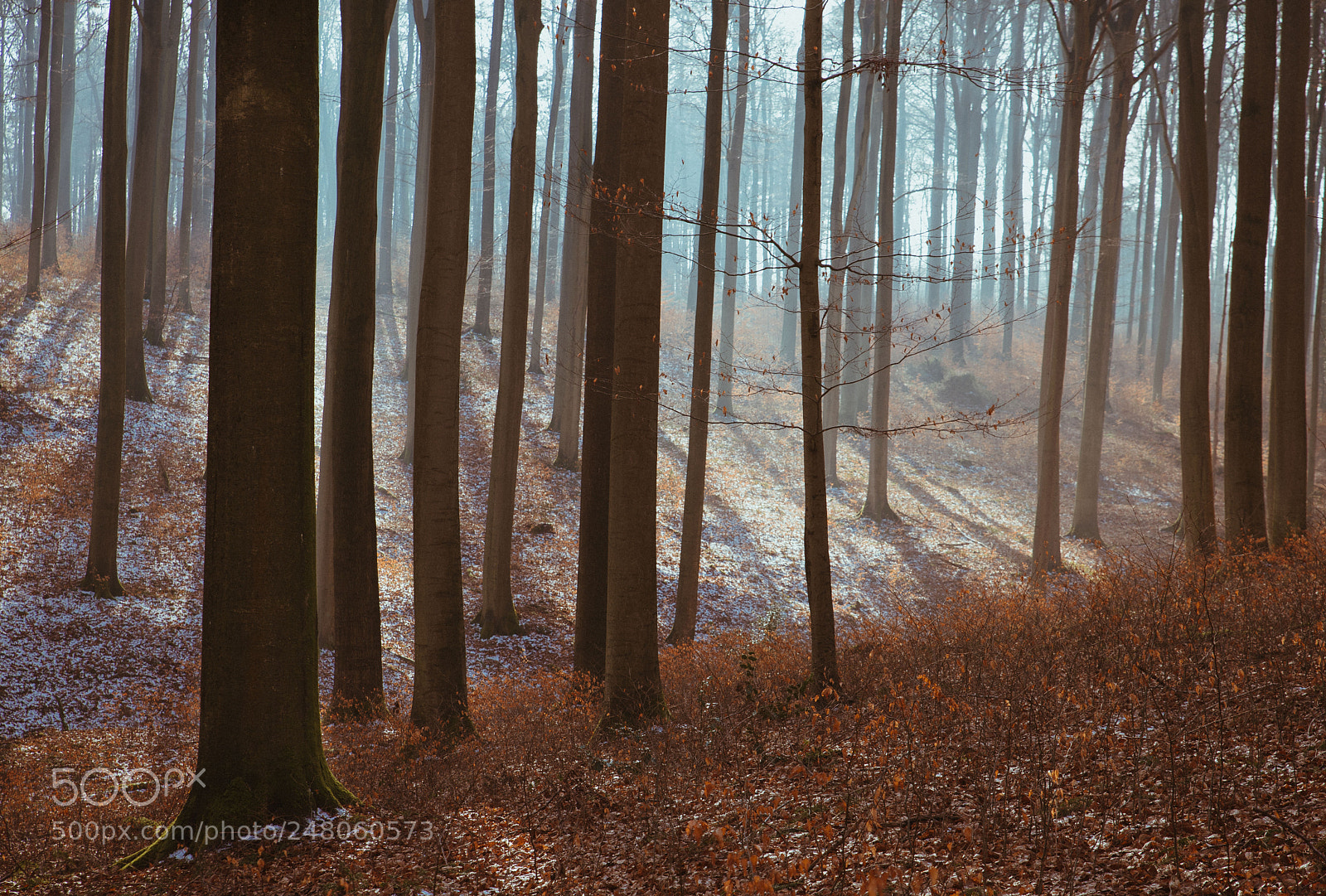 Nikon D750 sample photo. Winter lit forest photography
