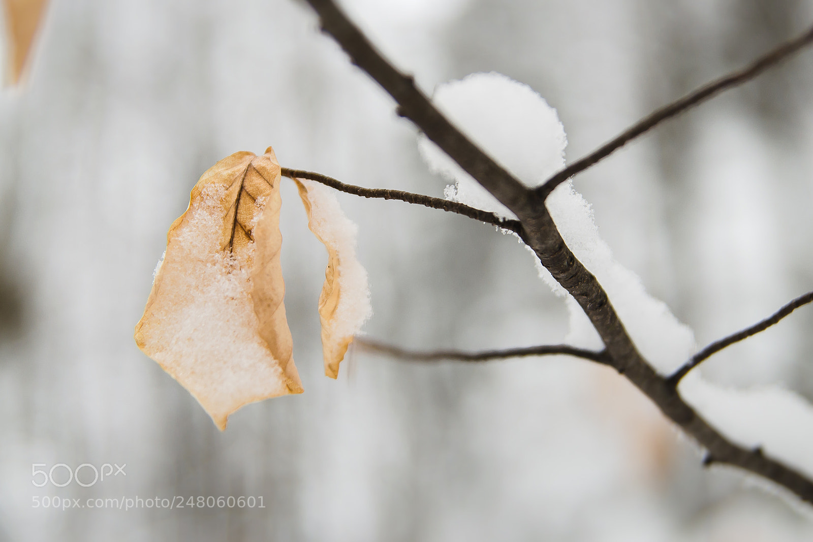 Nikon D5100 sample photo. Still frail photography