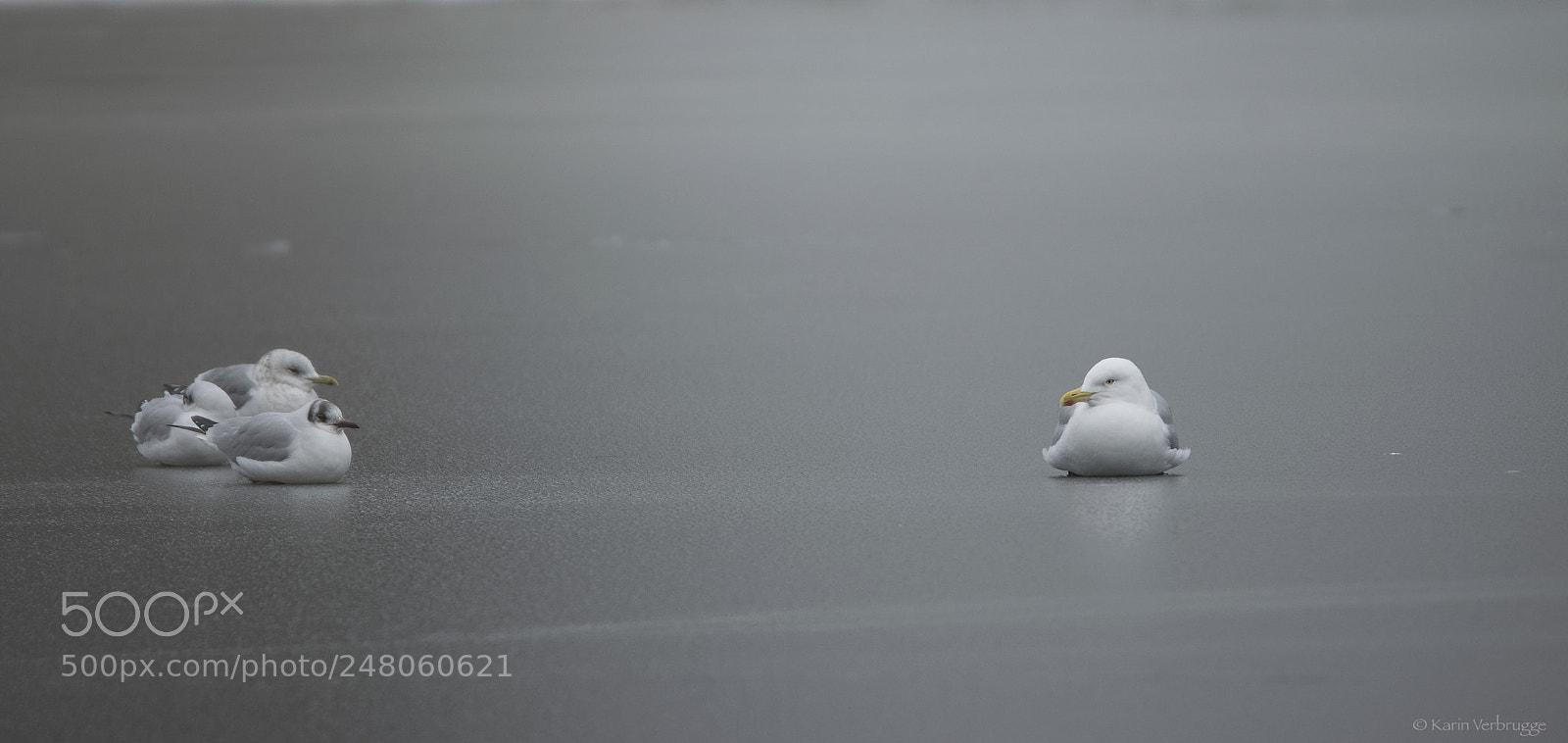 Nikon D5300 sample photo. Surviving on the ice photography