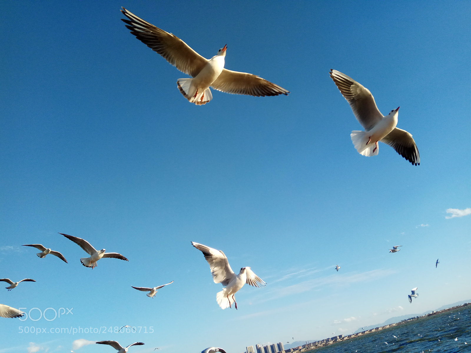 Xiaomi Redmi Note 4 sample photo. The seagull in dianchi photography