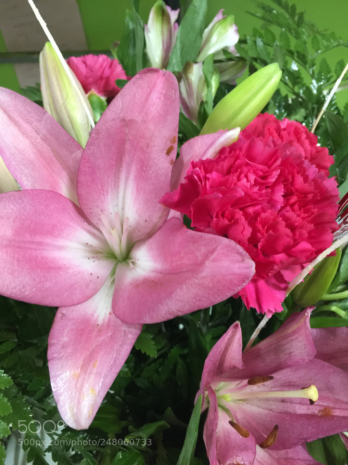 Apple iPhone 6 Plus sample photo. Today’s flower ? photography