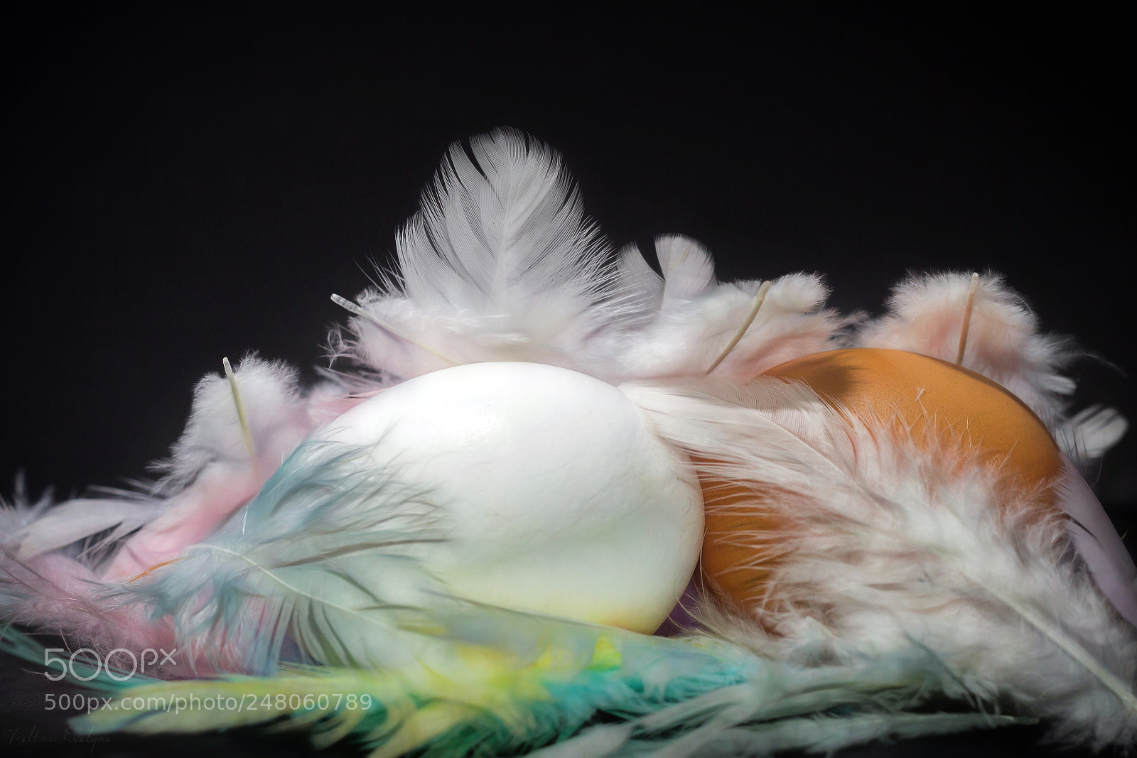 Canon EOS 60D sample photo. Nid douillet photography