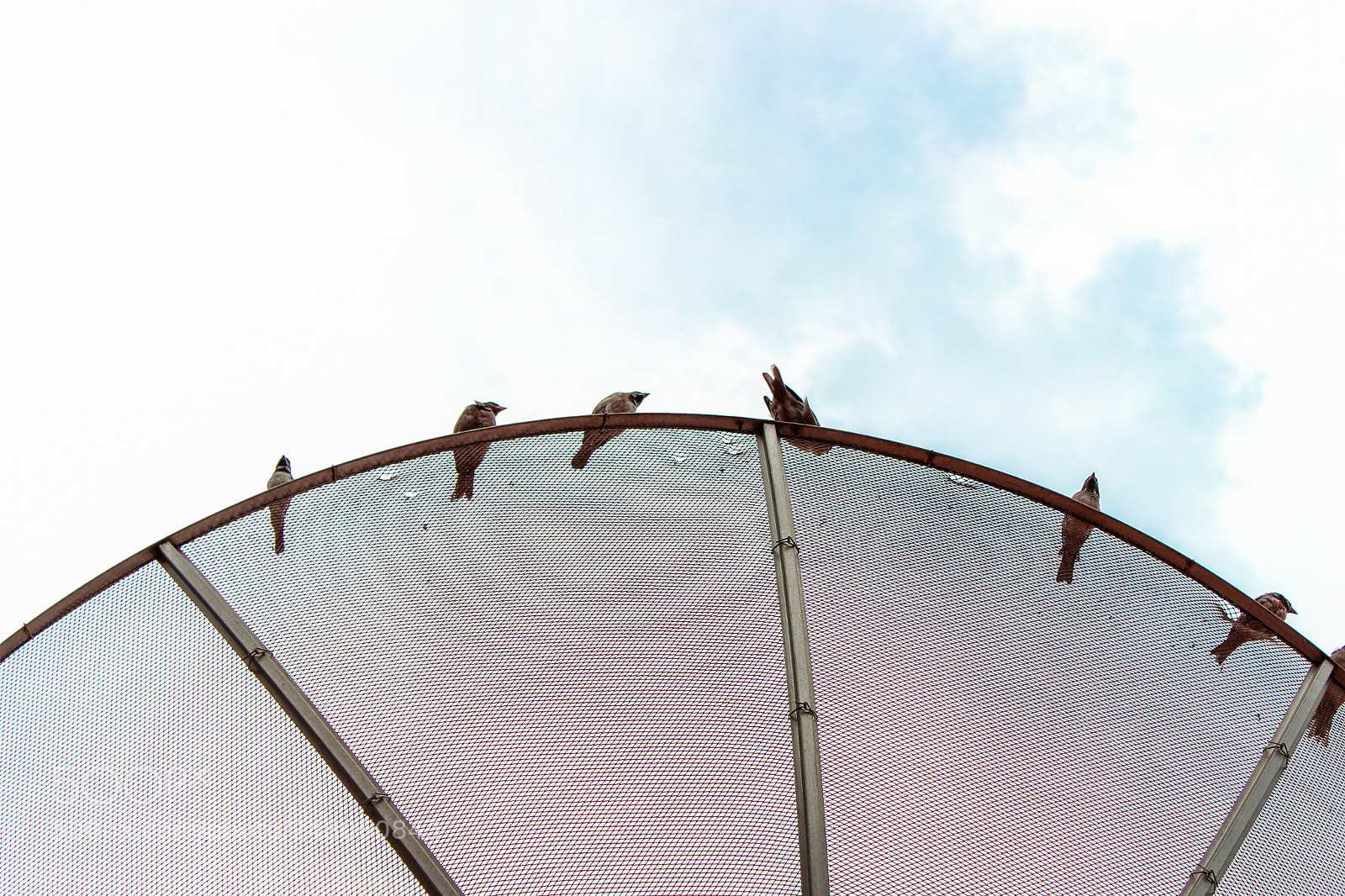 Canon EOS 700D (EOS Rebel T5i / EOS Kiss X7i) sample photo. Birds in the sky photography