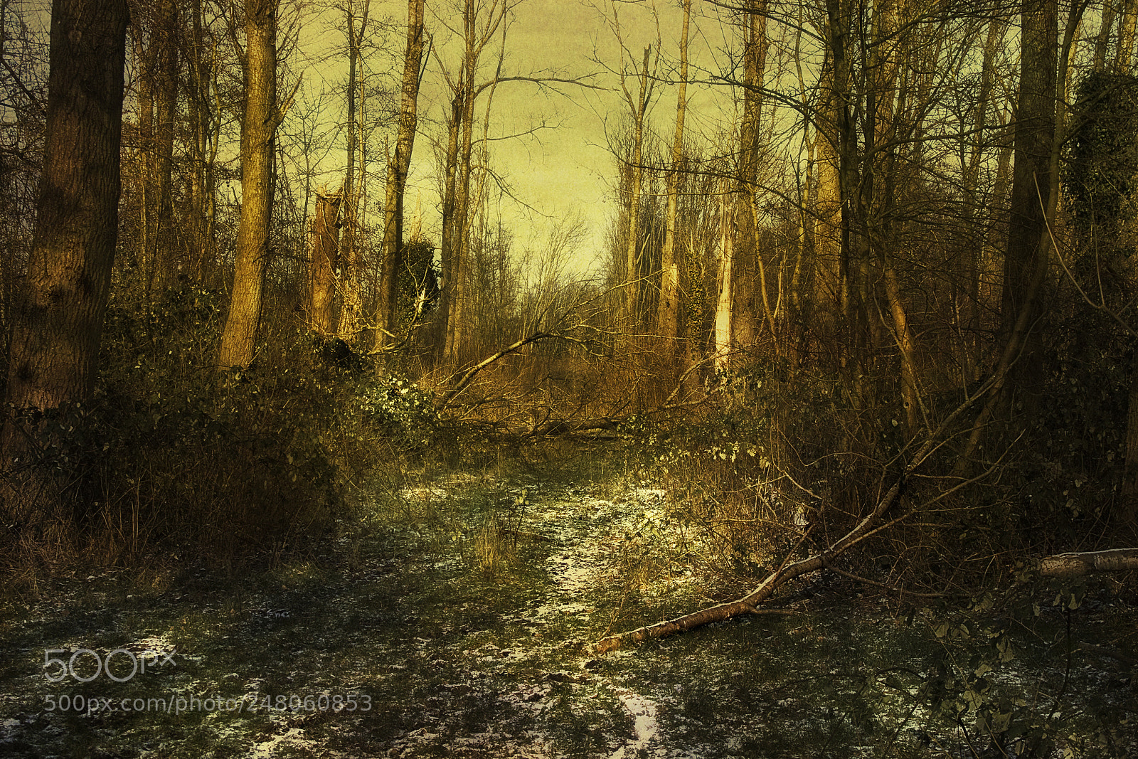 Sony Alpha DSLR-A300 sample photo. In the wood photography