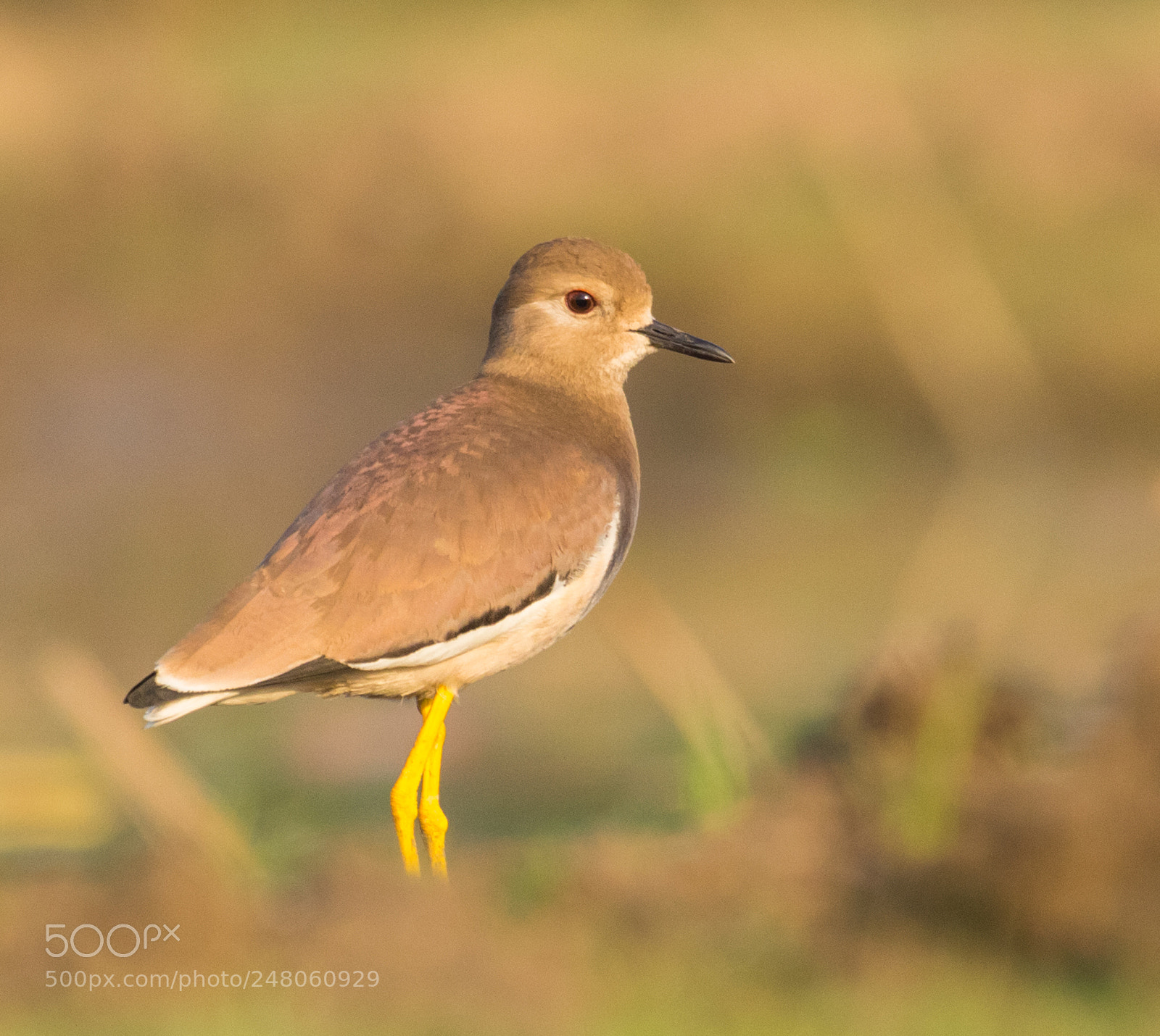 Canon EOS 700D (EOS Rebel T5i / EOS Kiss X7i) sample photo. White tailed lapwing photography