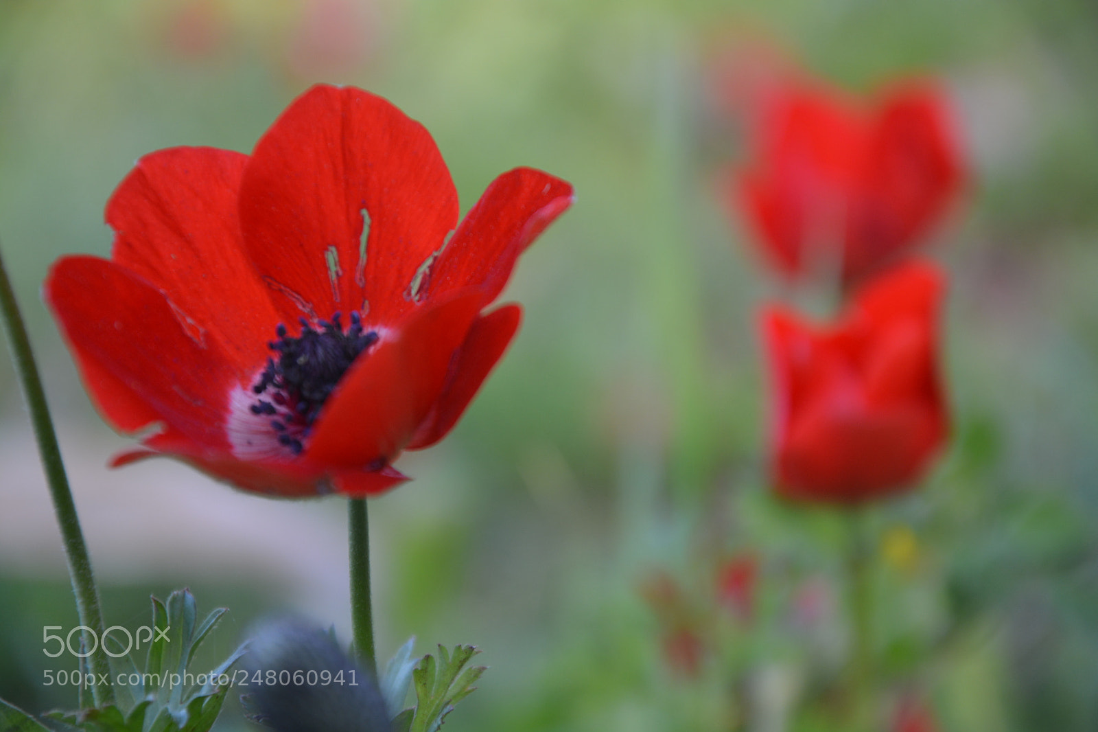 Nikon D5200 sample photo. Face of the earth photography