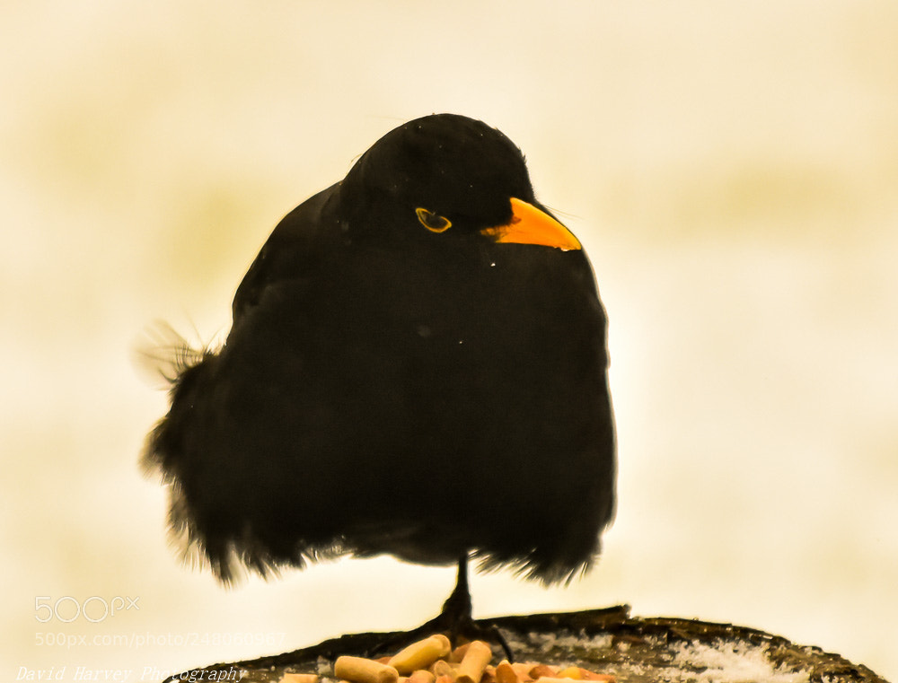 Nikon D7200 sample photo. Cold feet and shivering photography