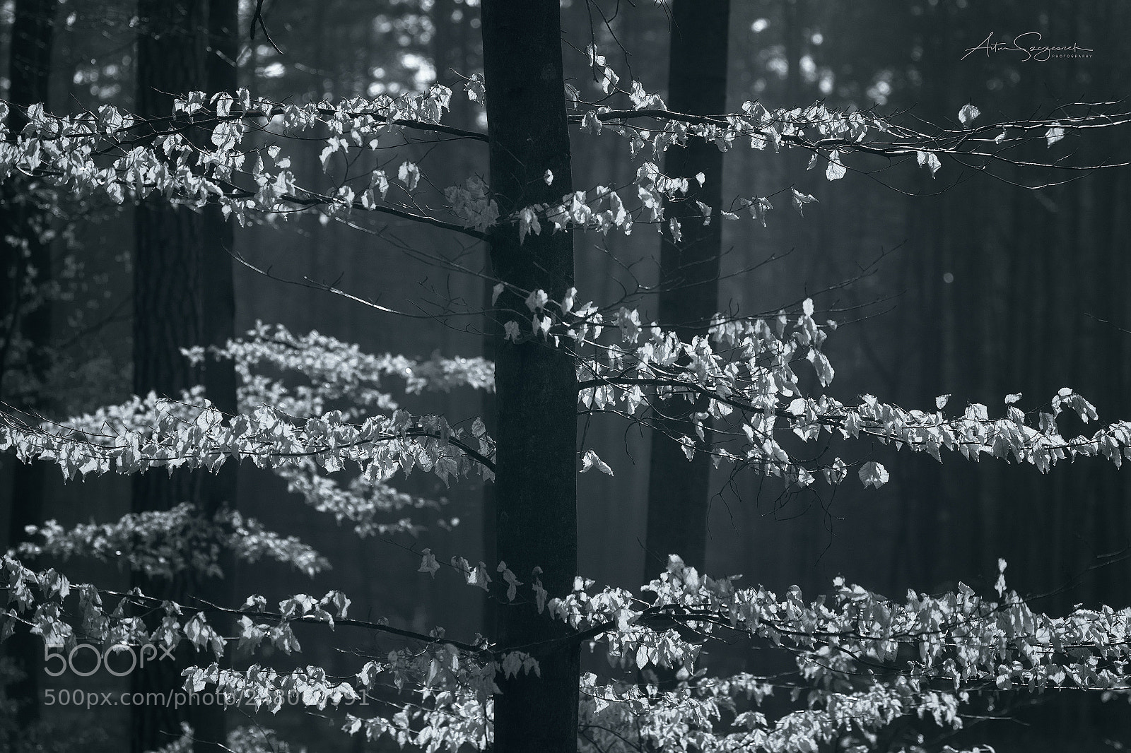 Nikon D7100 sample photo. Morning light photography