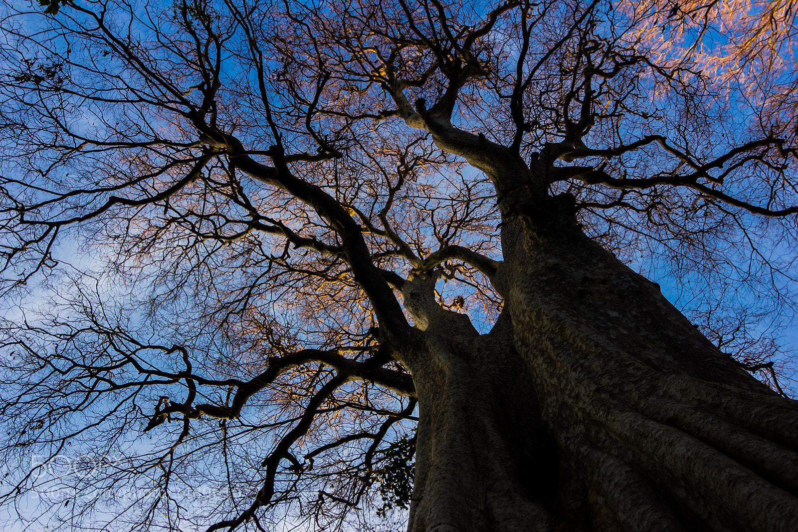Canon EOS 60D sample photo. Tree photography