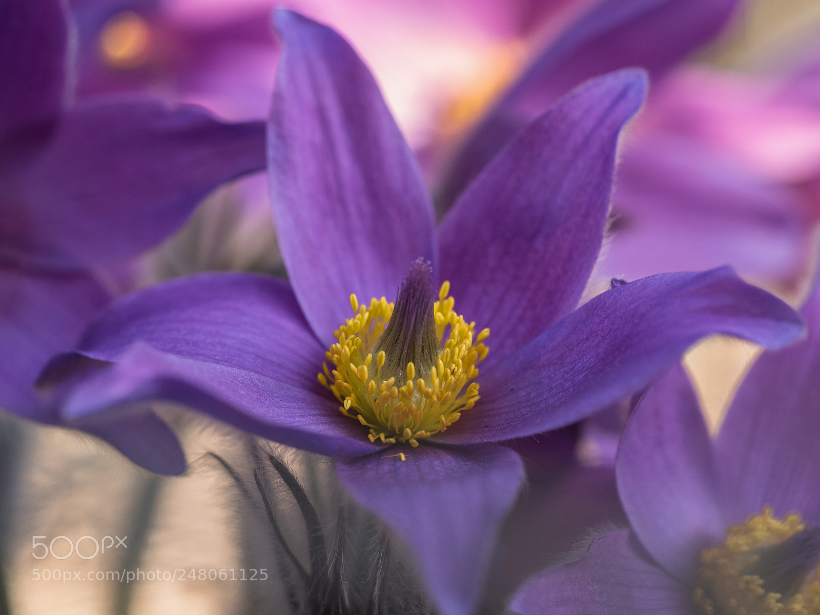 Olympus OM-D E-M5 II sample photo. In the lilac sea photography