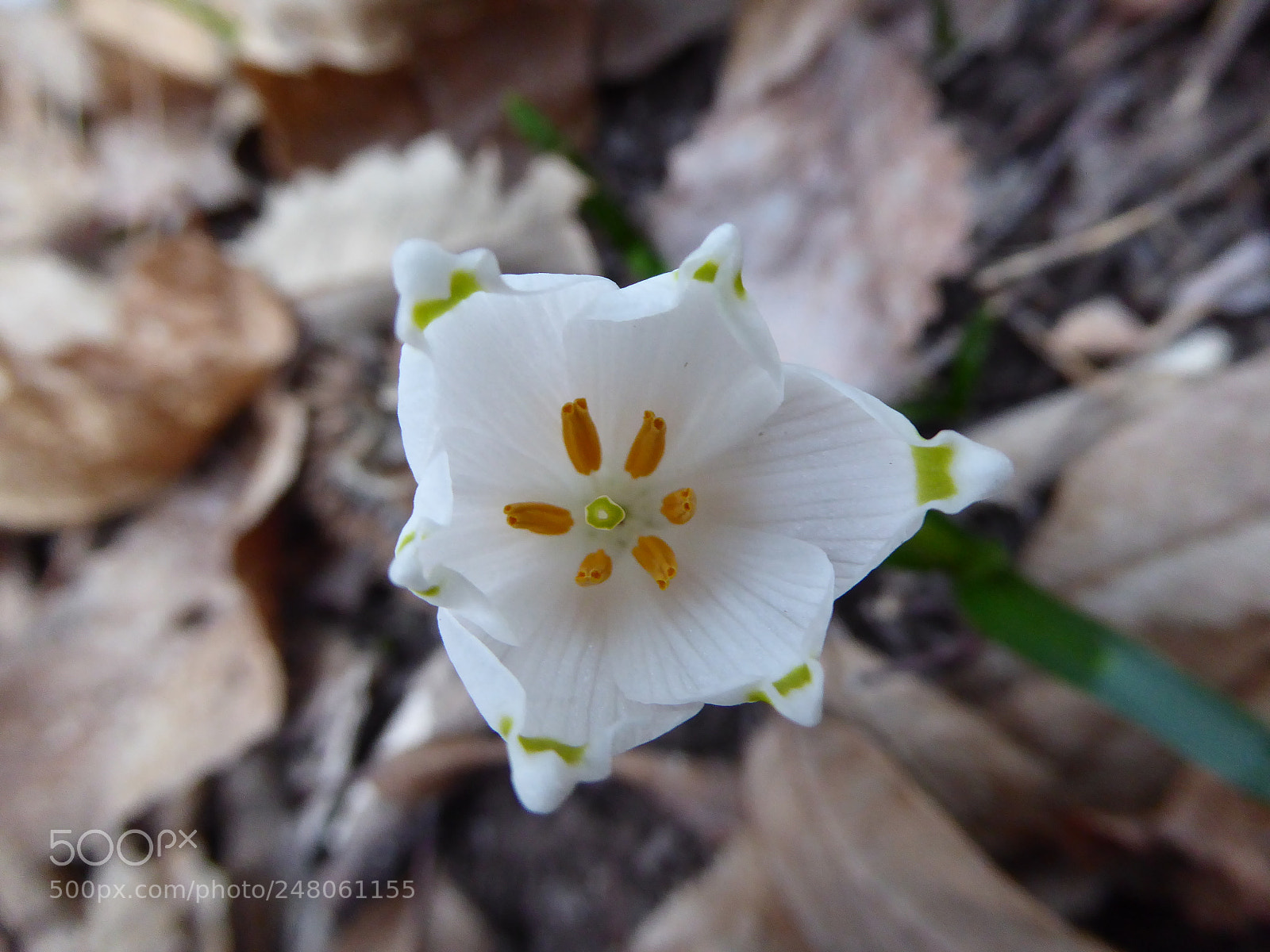 Panasonic Lumix DMC-ZS40 (Lumix DMC-TZ60) sample photo. Snowdrop photography