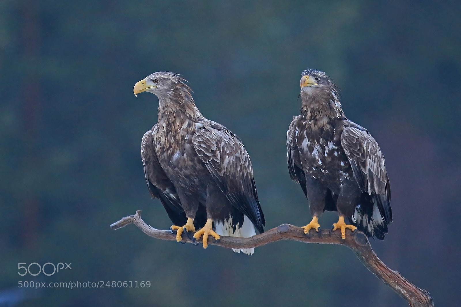 Canon EOS 7D Mark II sample photo. White-tailed eagles photography