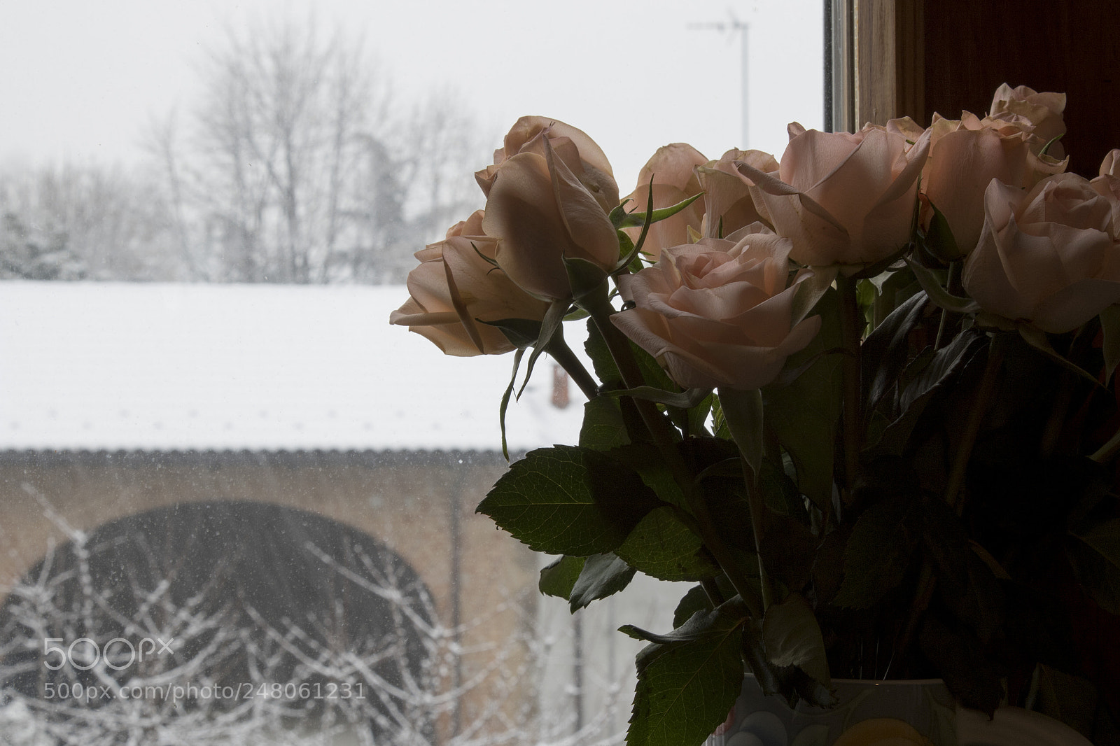 Canon EOS 7D Mark II sample photo. Rose and snow photography