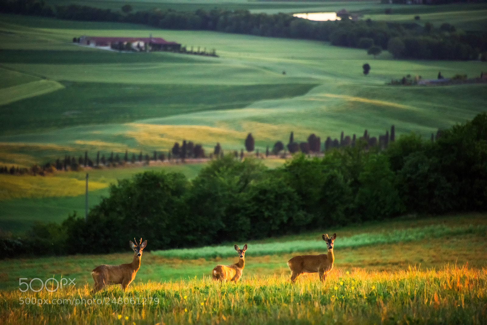 Nikon D810 sample photo. Roe deers at sunset photography