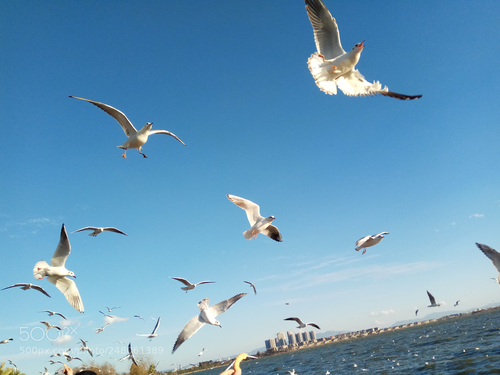 Xiaomi Redmi Note 4 sample photo. The seagull in dianchi photography