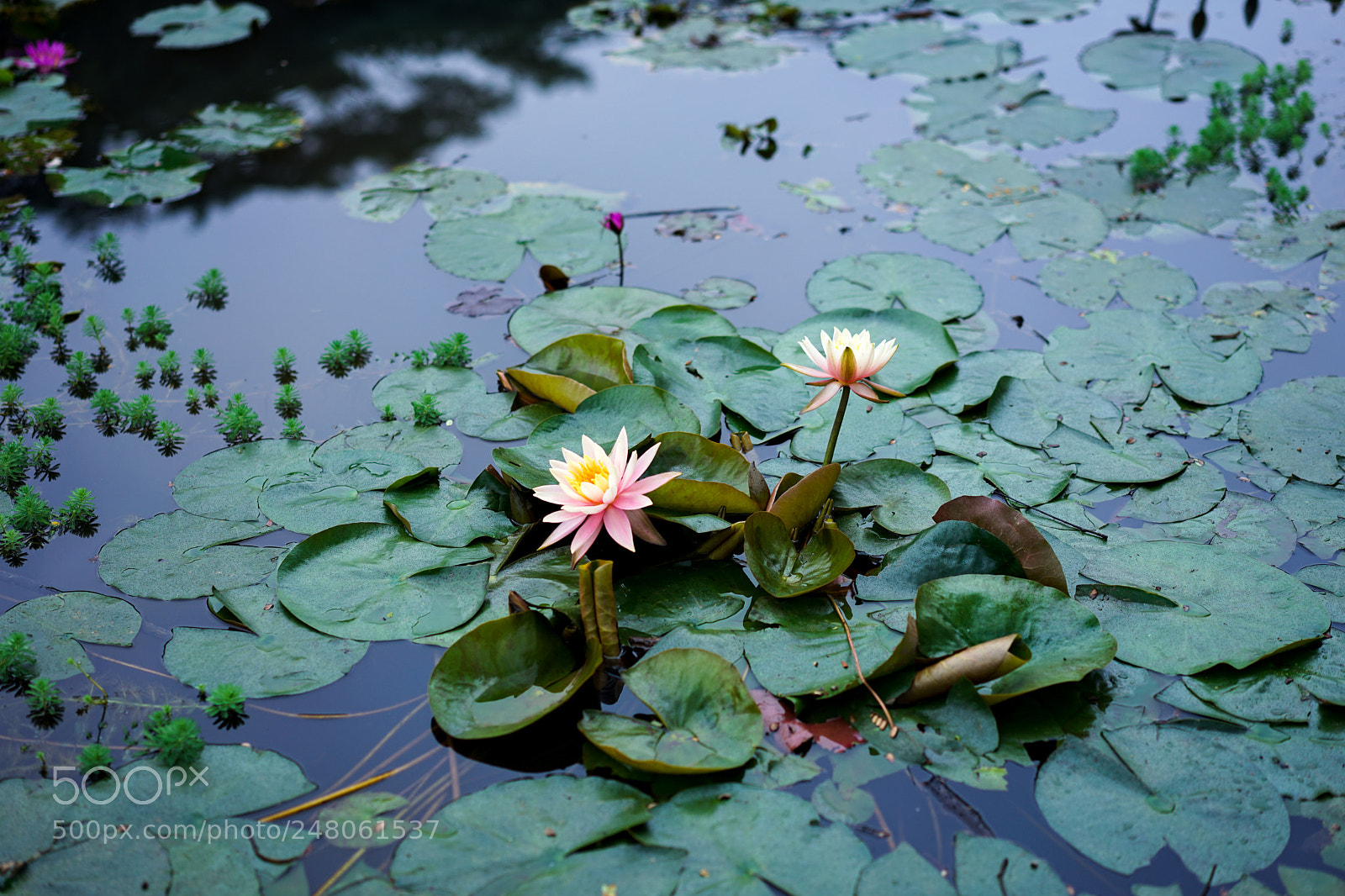 Sony a7 II sample photo. Water lilies. photography