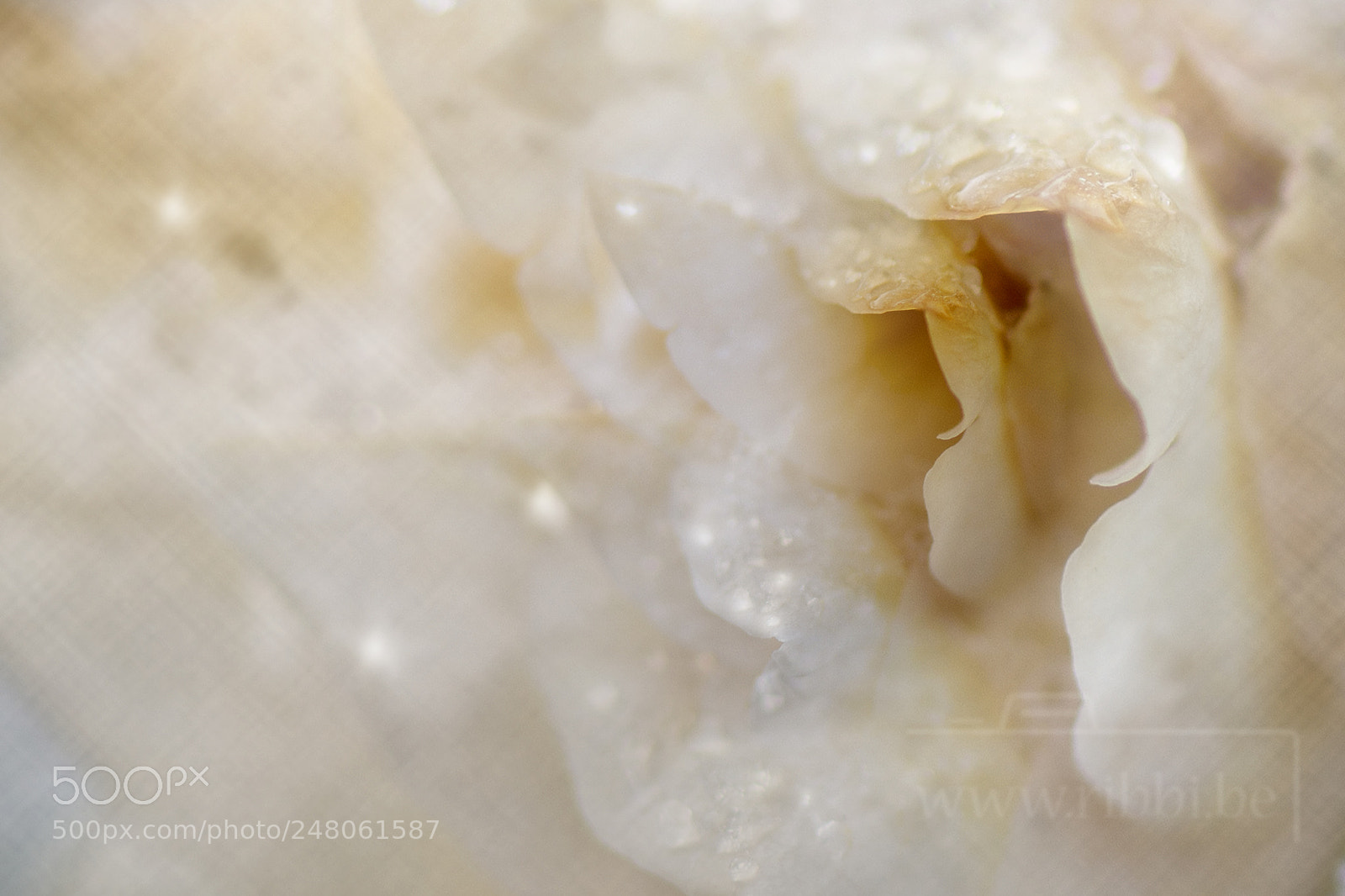 Nikon D7100 sample photo. Frosty beige photography
