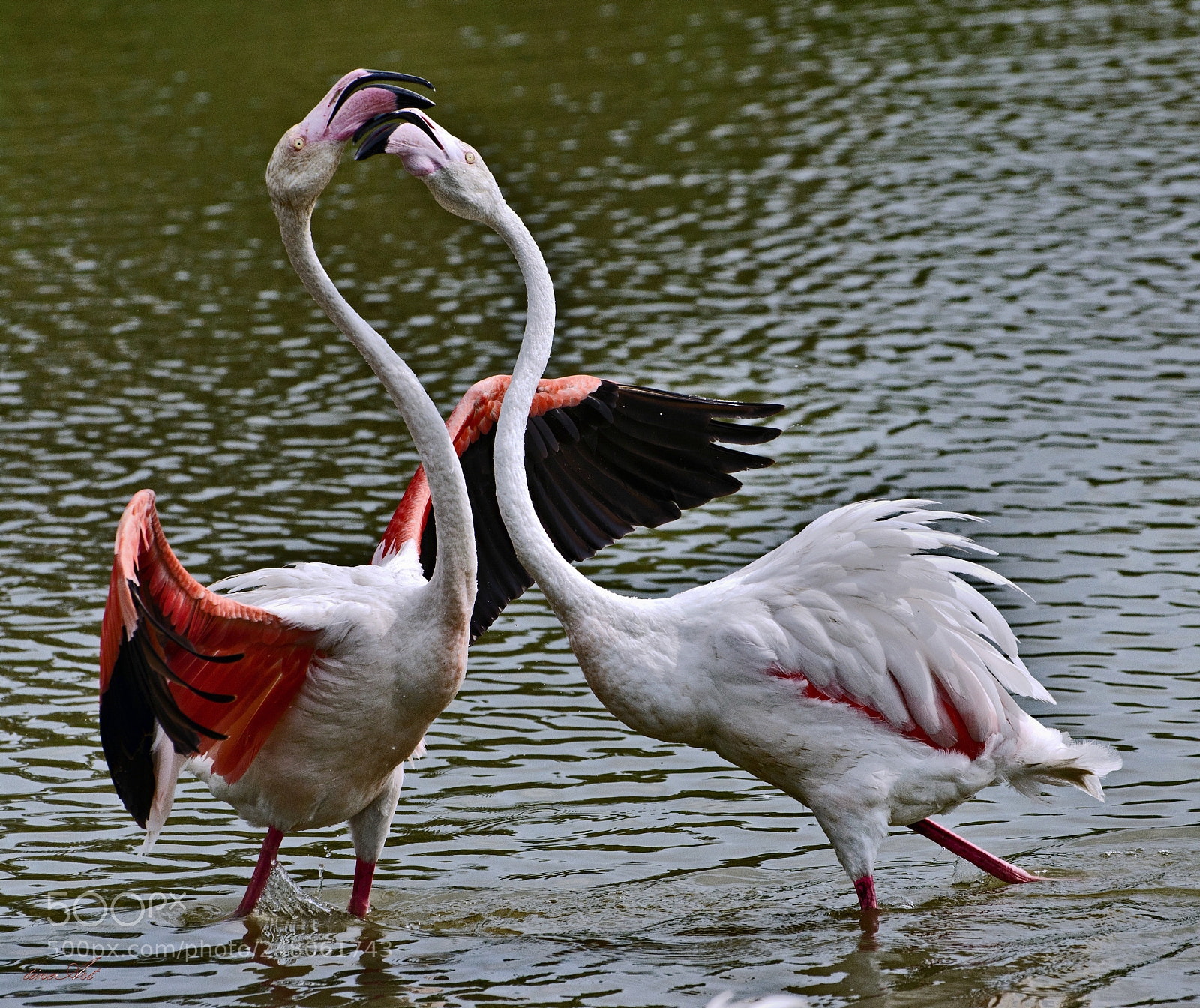 Nikon D5100 sample photo. Flamingo - parc ornithologique photography