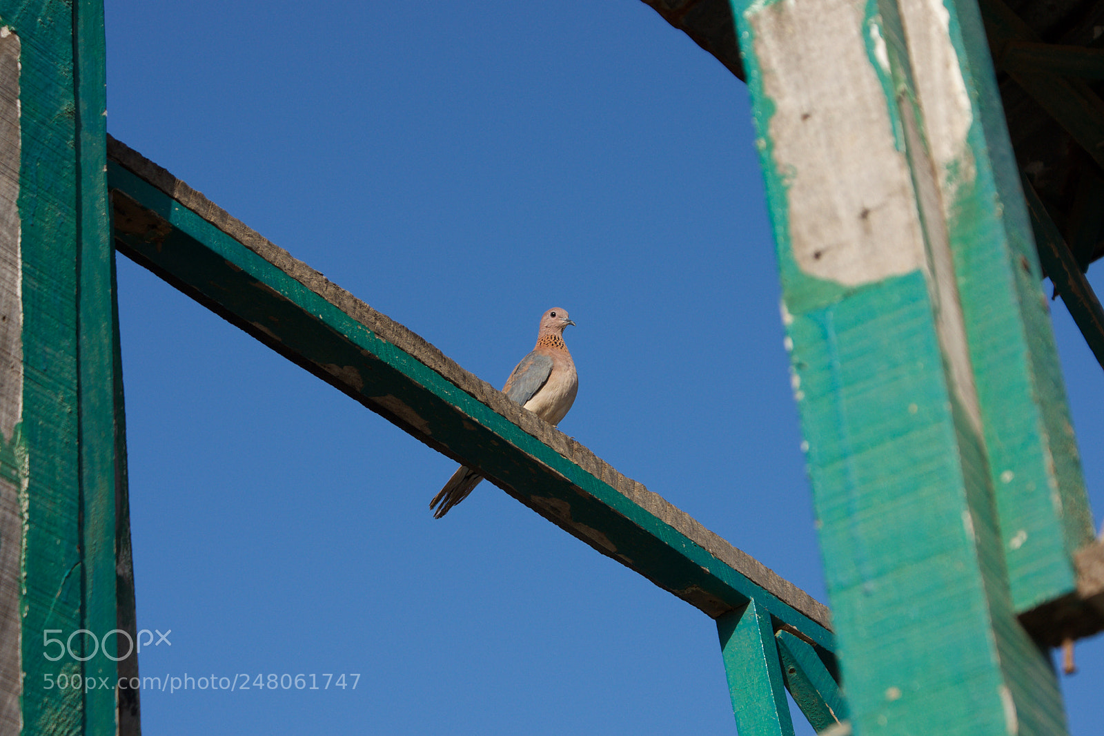 Sony Alpha DSLR-A700 sample photo. Laughing dove photography