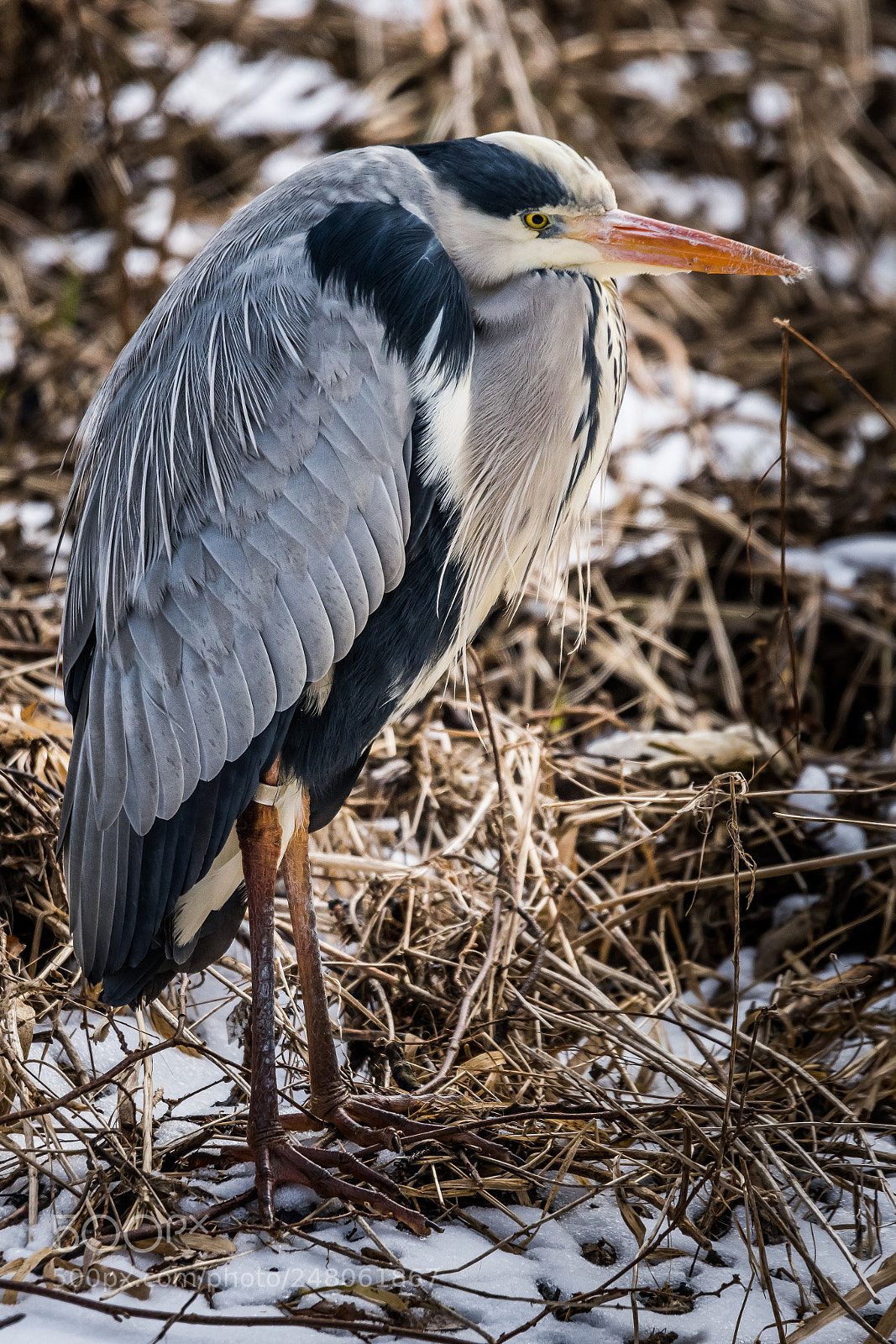 Nikon D500 sample photo. Snow heron #2 photography