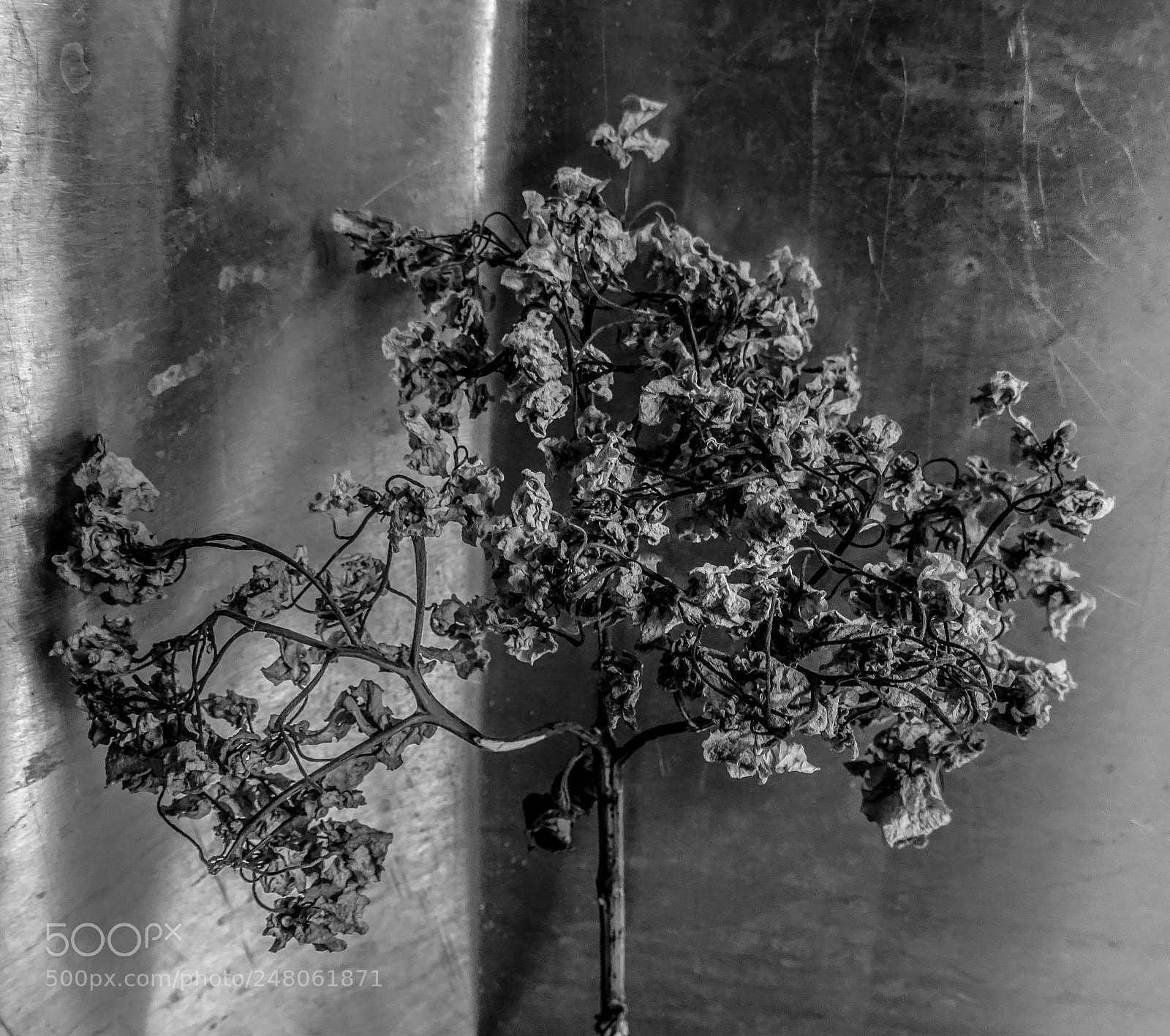 Sony DSC-HX60V sample photo. Wintry hydrangea photography