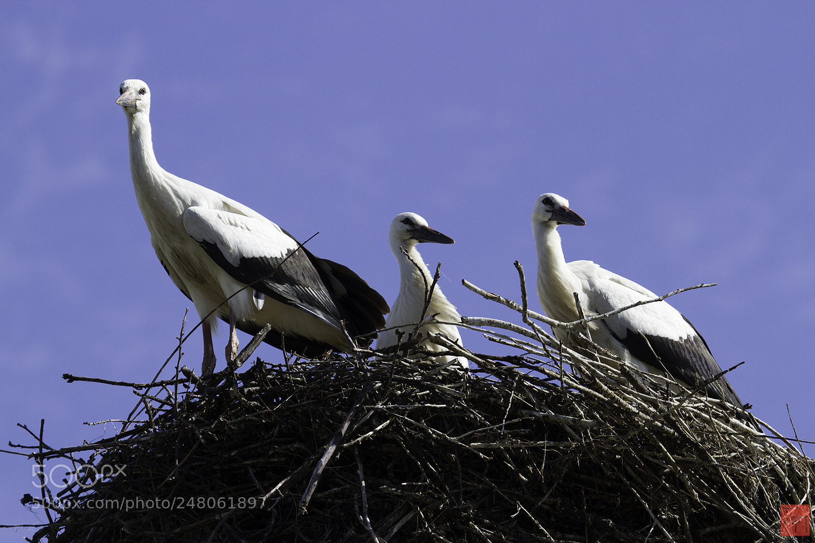 Canon EOS 7D sample photo. Storks in the nest photography