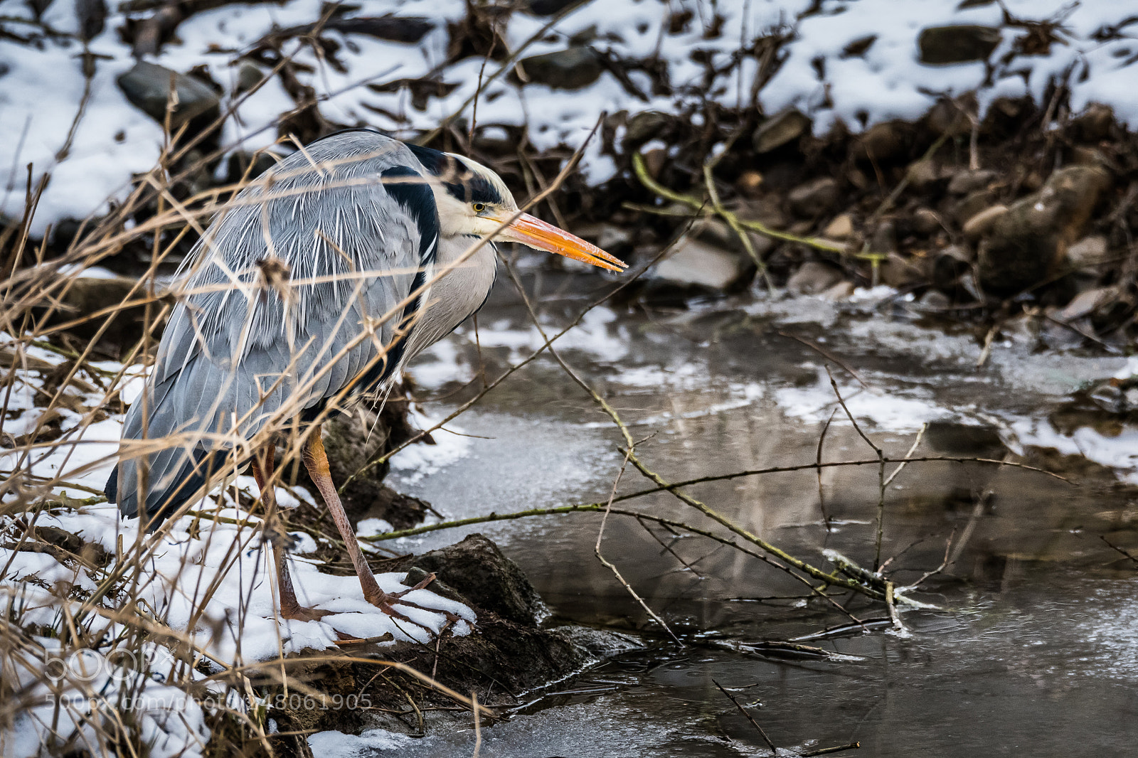 Nikon D500 sample photo. Snow heron #1 photography