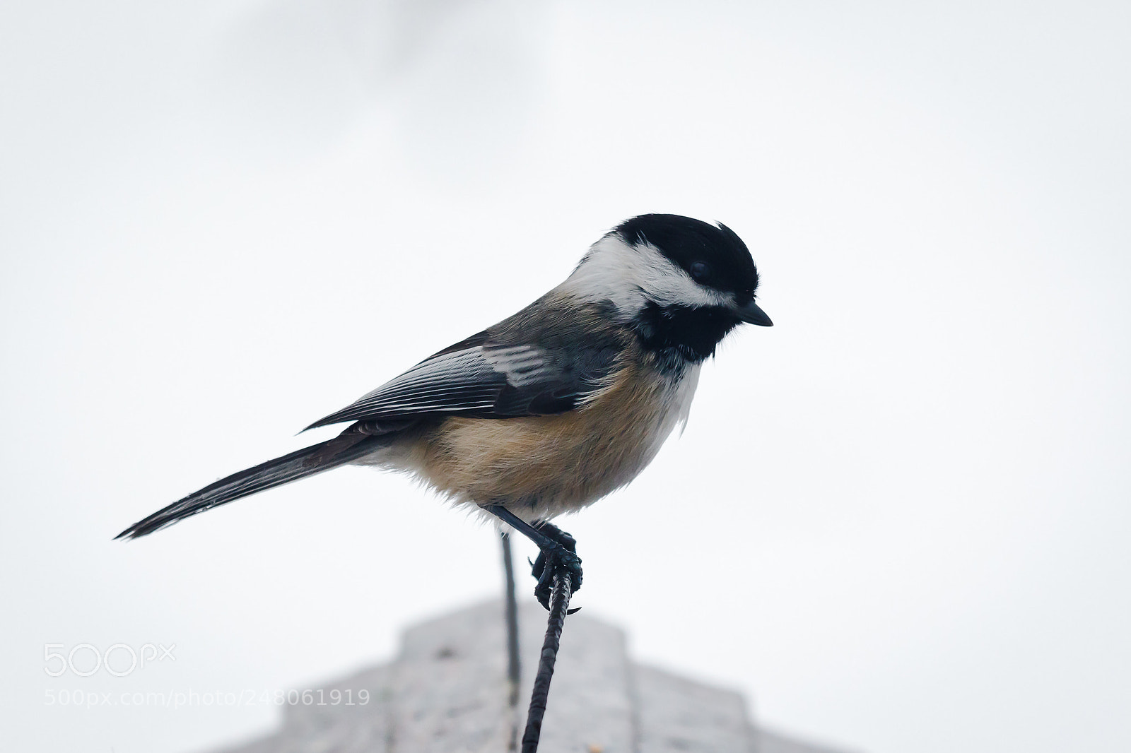 Canon EOS 7D Mark II sample photo. Perched black capped chickadee photography
