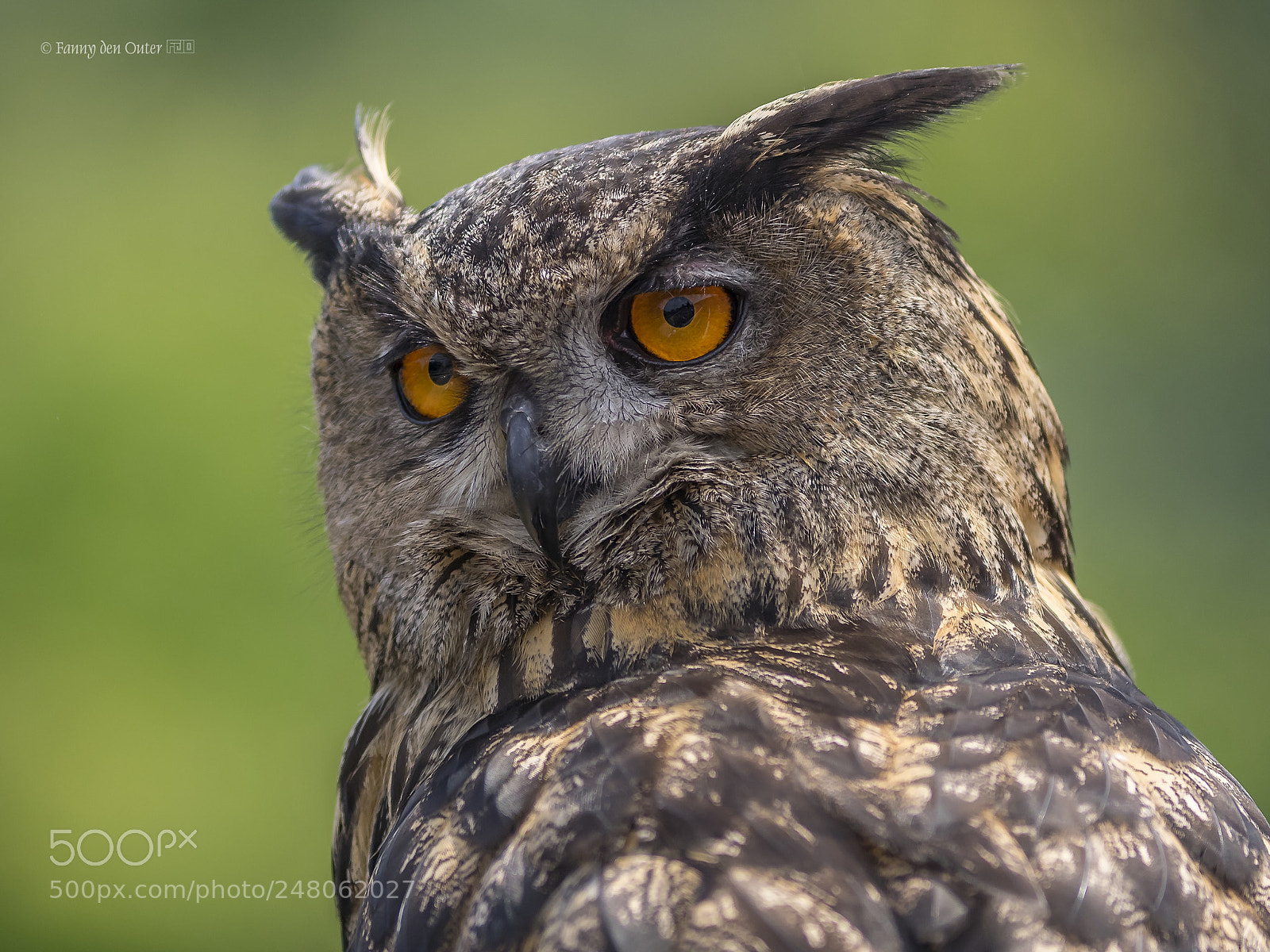 Olympus OM-D E-M1 sample photo. Eagleowl photography