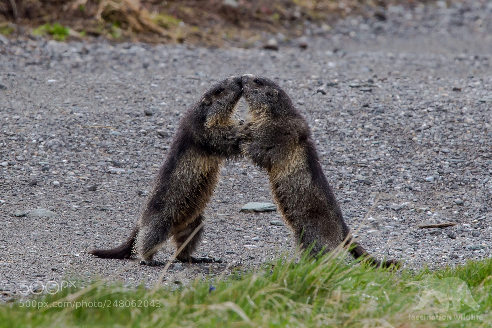 Nikon D4S sample photo. Marmot kiss photography