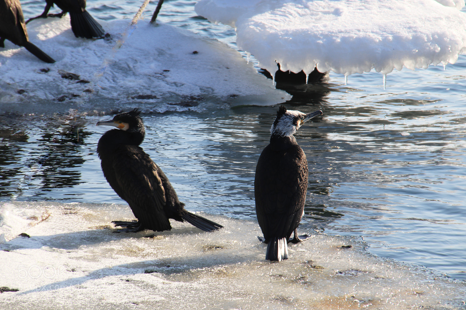 Canon EOS 77D (EOS 9000D / EOS 770D) sample photo. Birds photography