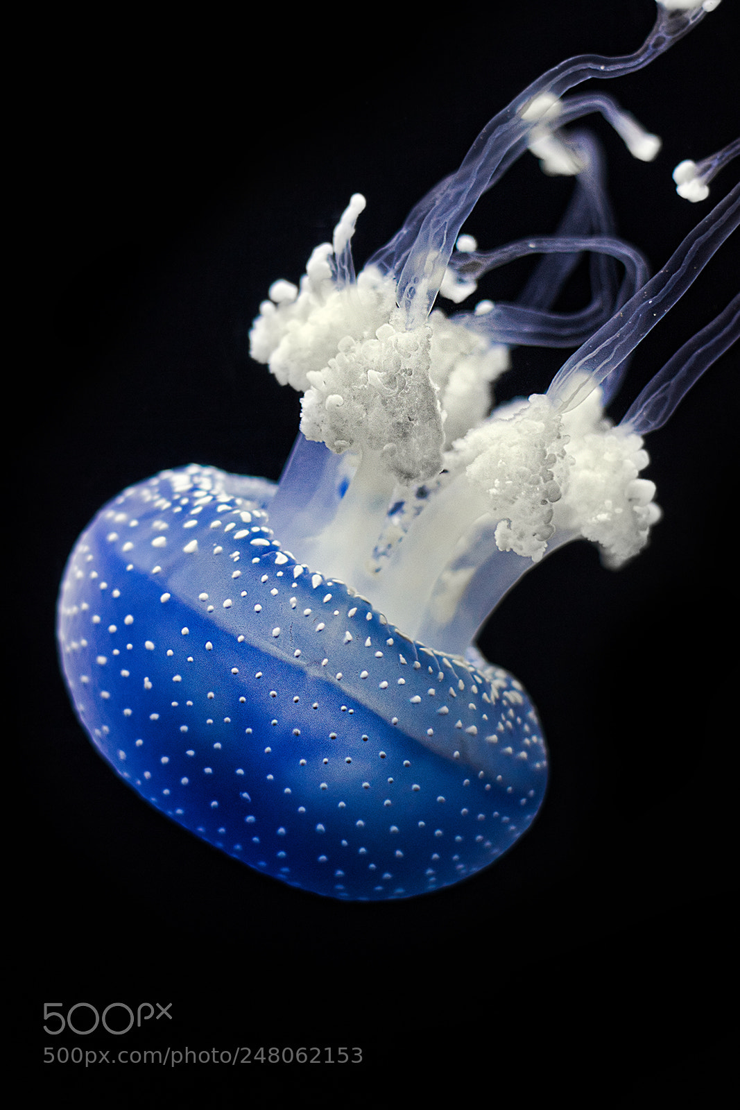 Canon EOS 600D (Rebel EOS T3i / EOS Kiss X5) sample photo. Jellyfish photography