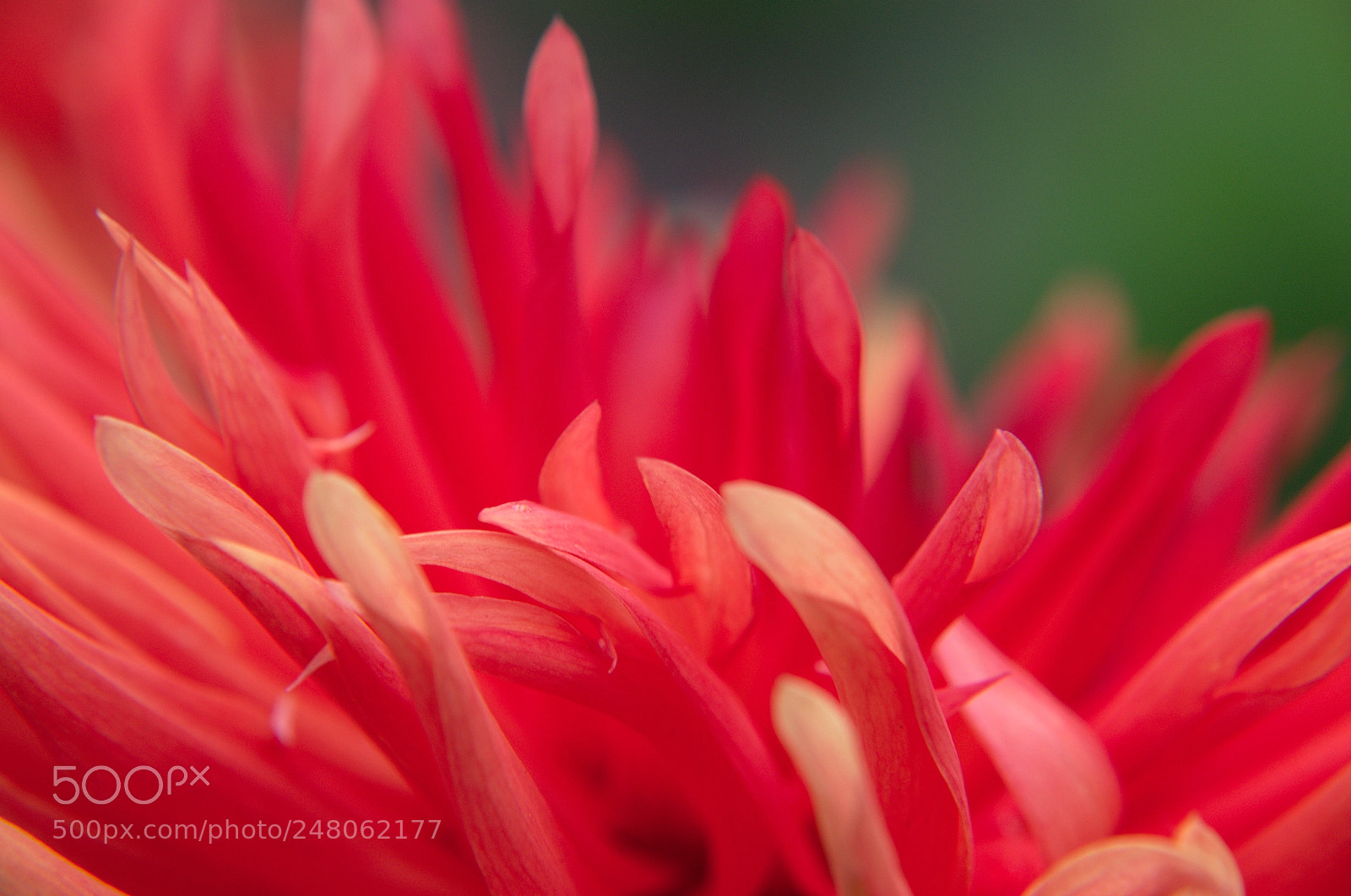 Nikon D3100 sample photo. Natural beauty photography
