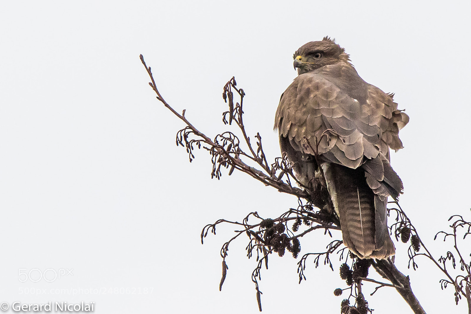 Canon EOS 7D Mark II sample photo. Common buzzard photography