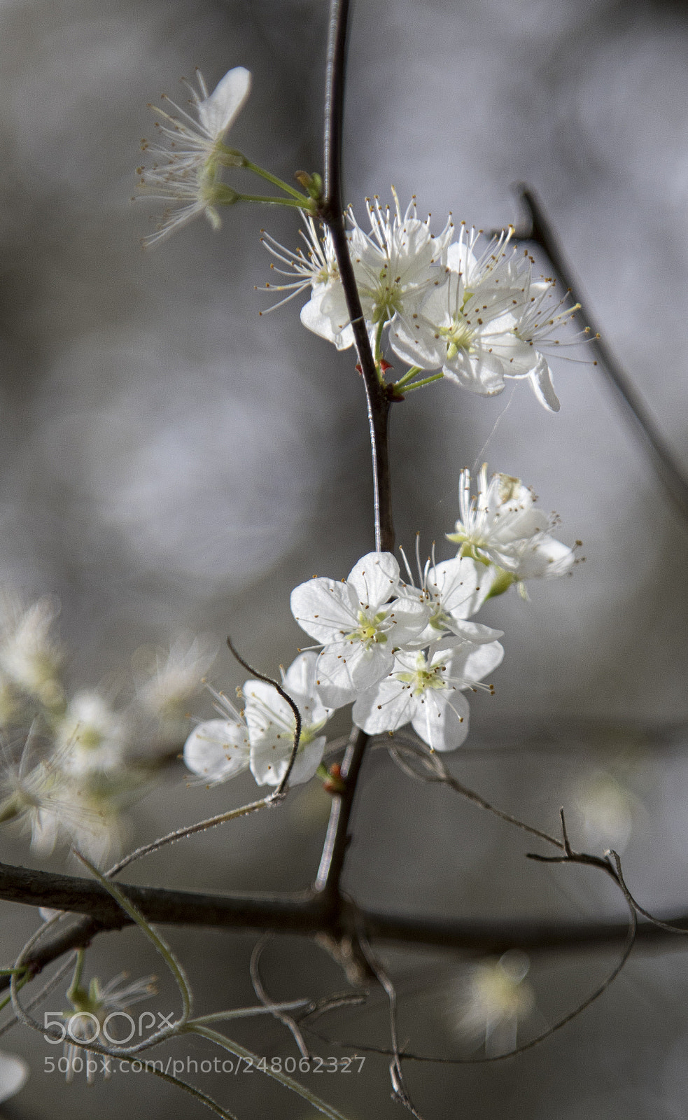 Canon EOS 7D Mark II sample photo. Wild blossoms photography