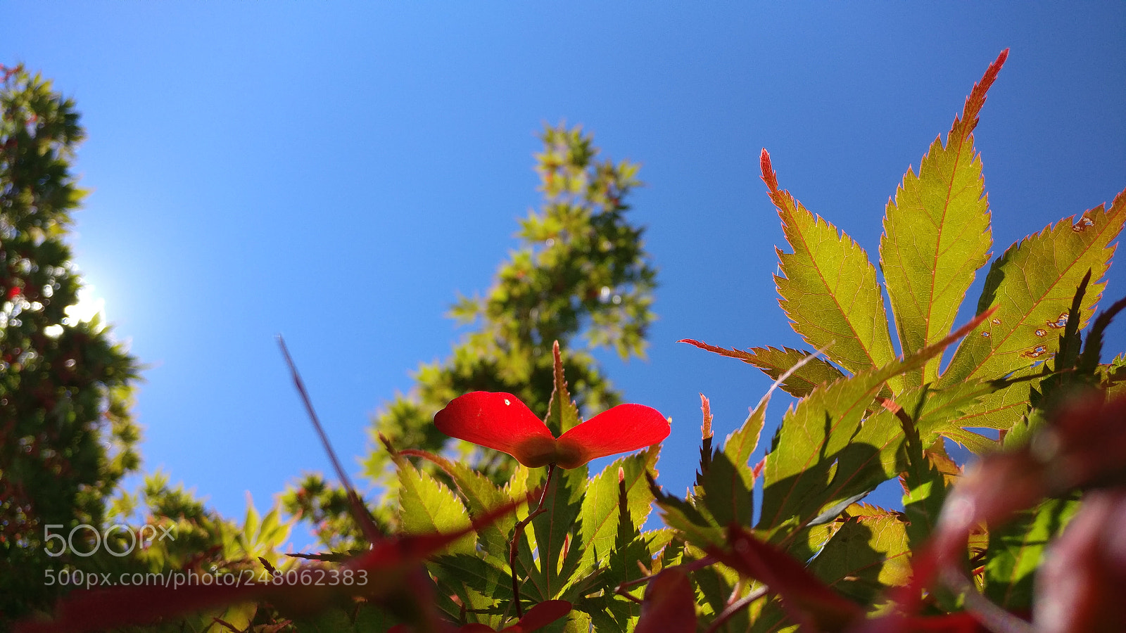 OnePlus A3000 sample photo. Into the sun photography
