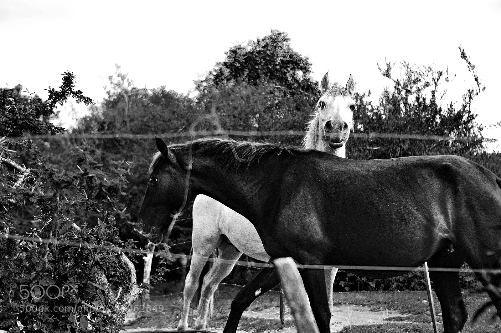 Nikon D3100 sample photo. Black and white photography