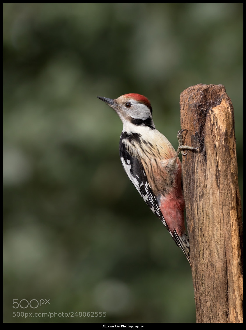 Canon EOS 7D Mark II sample photo. Middle spotted woodpecker middelste photography