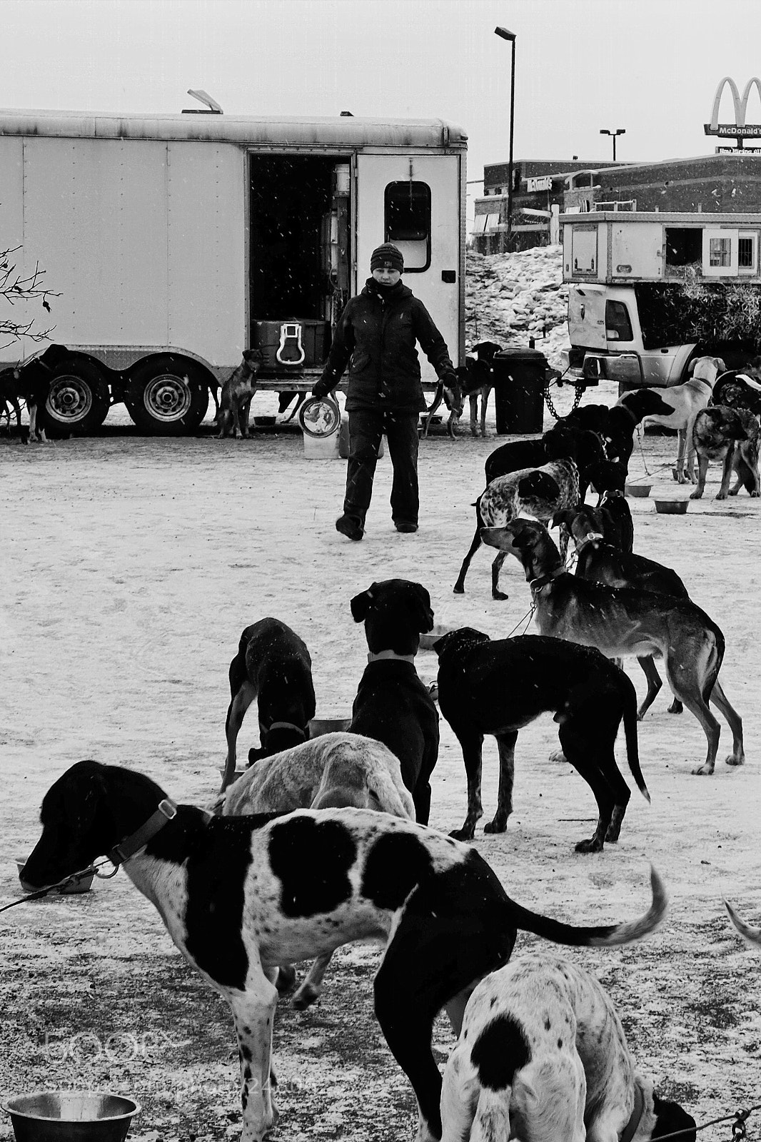 Fujifilm X-T1 sample photo. Feeding the dogs for photography