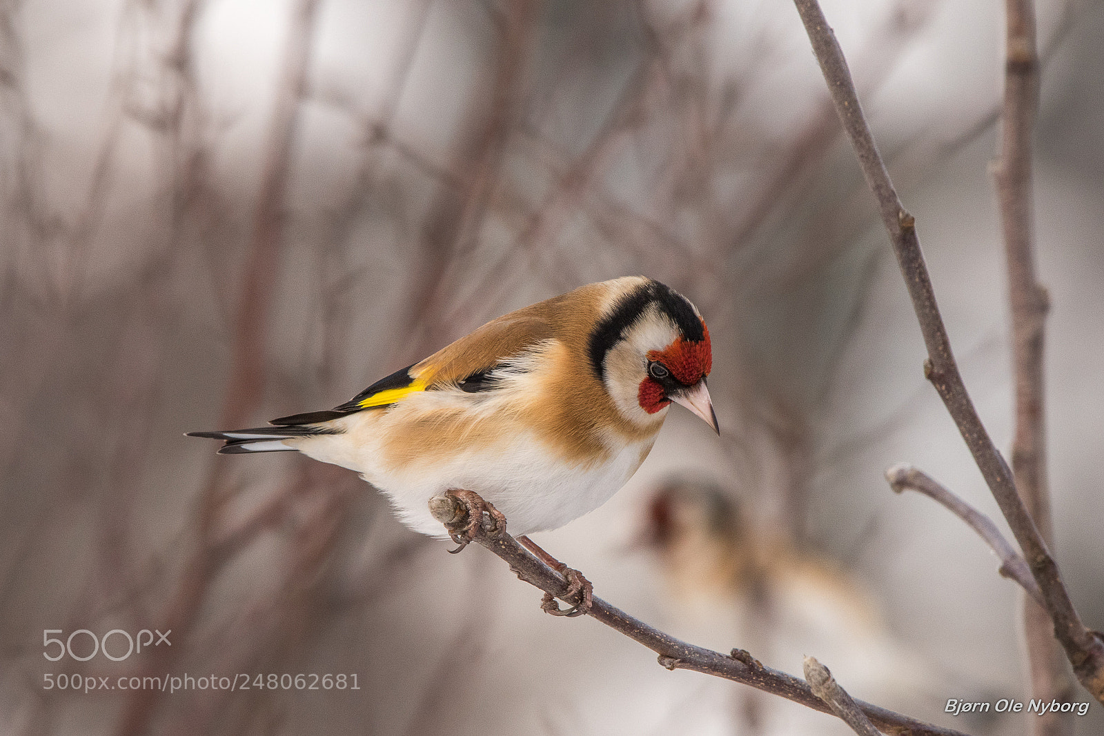 Nikon D810 sample photo. European goldfinch photography