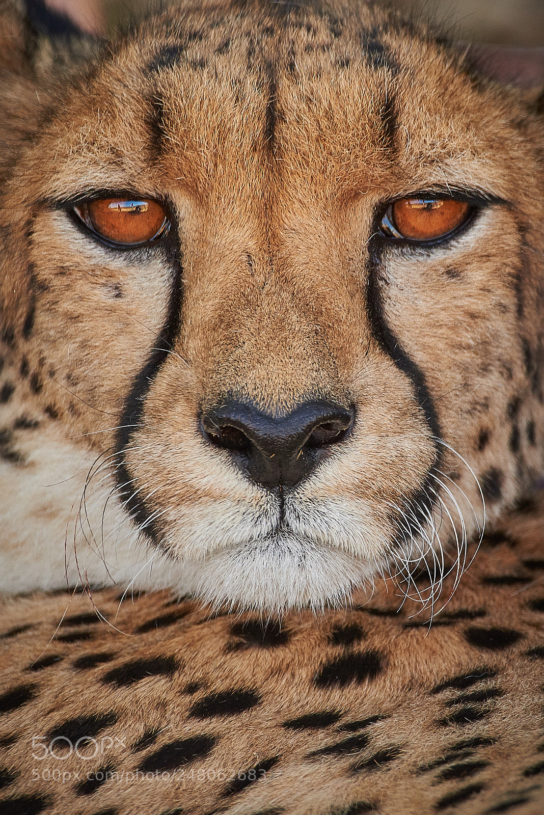 Nikon D800 sample photo. Nushka photography