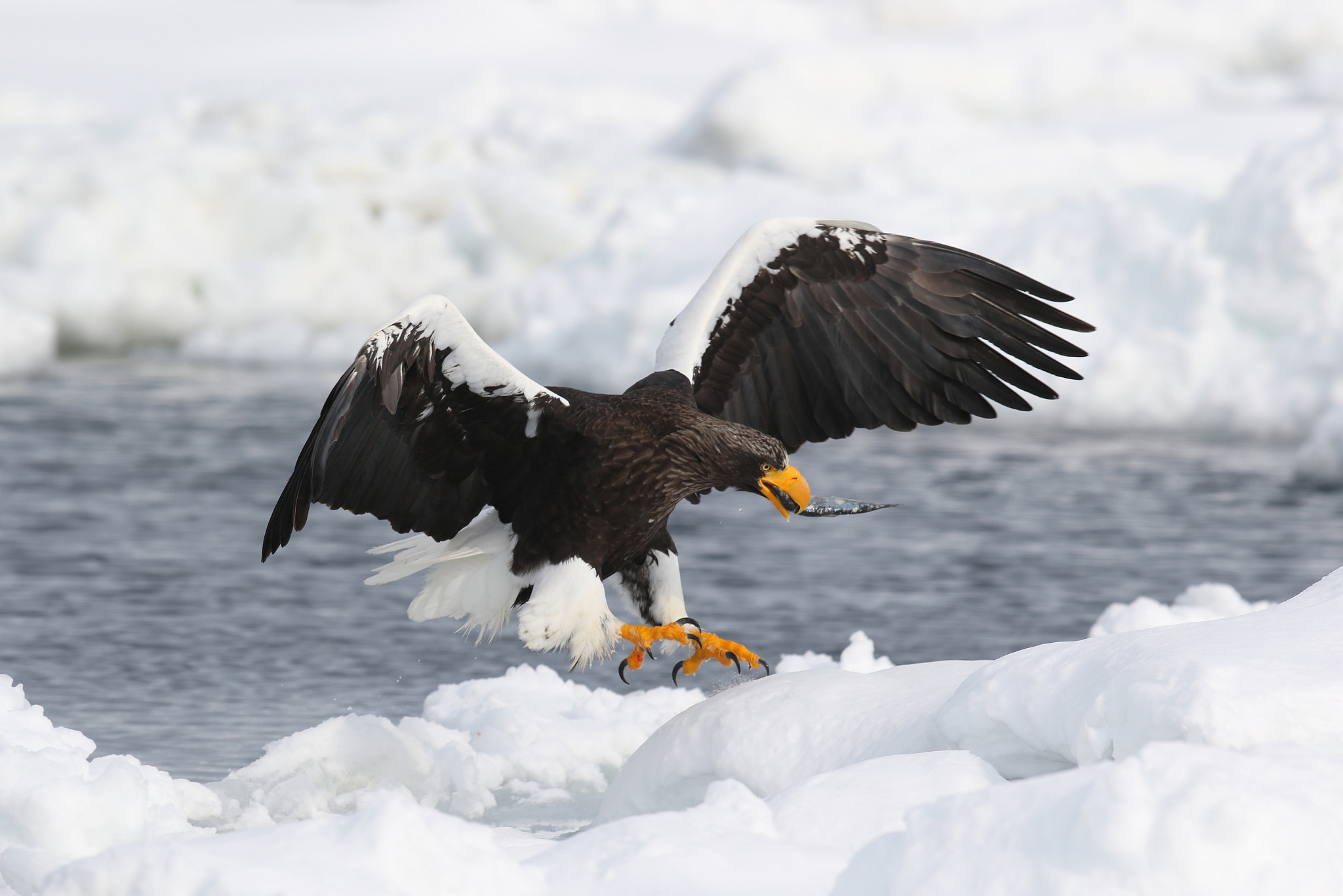 Canon EOS 7D Mark II + Canon EF 300mm F2.8L IS II USM sample photo. Japon pygargue de steller photography